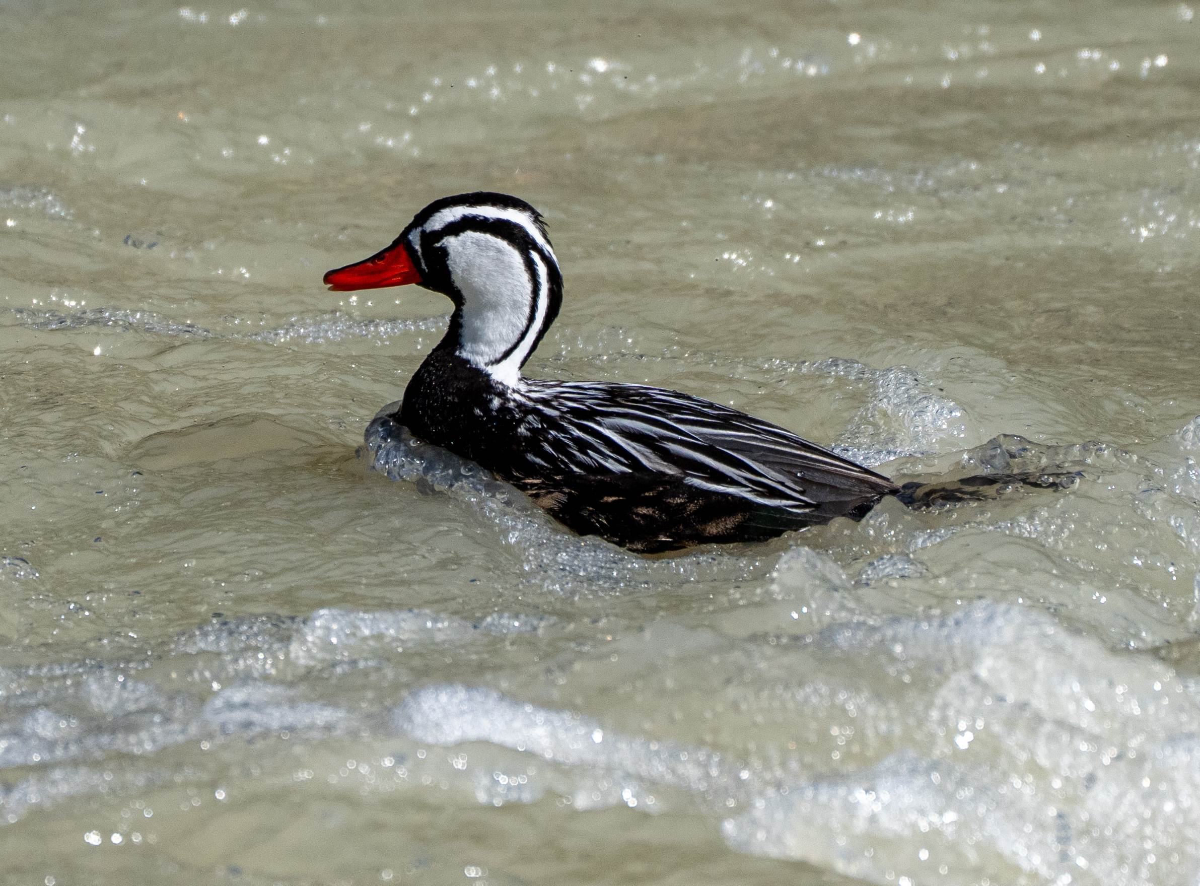 A Double Dose of Duck Delight on the Río Fitzroy!