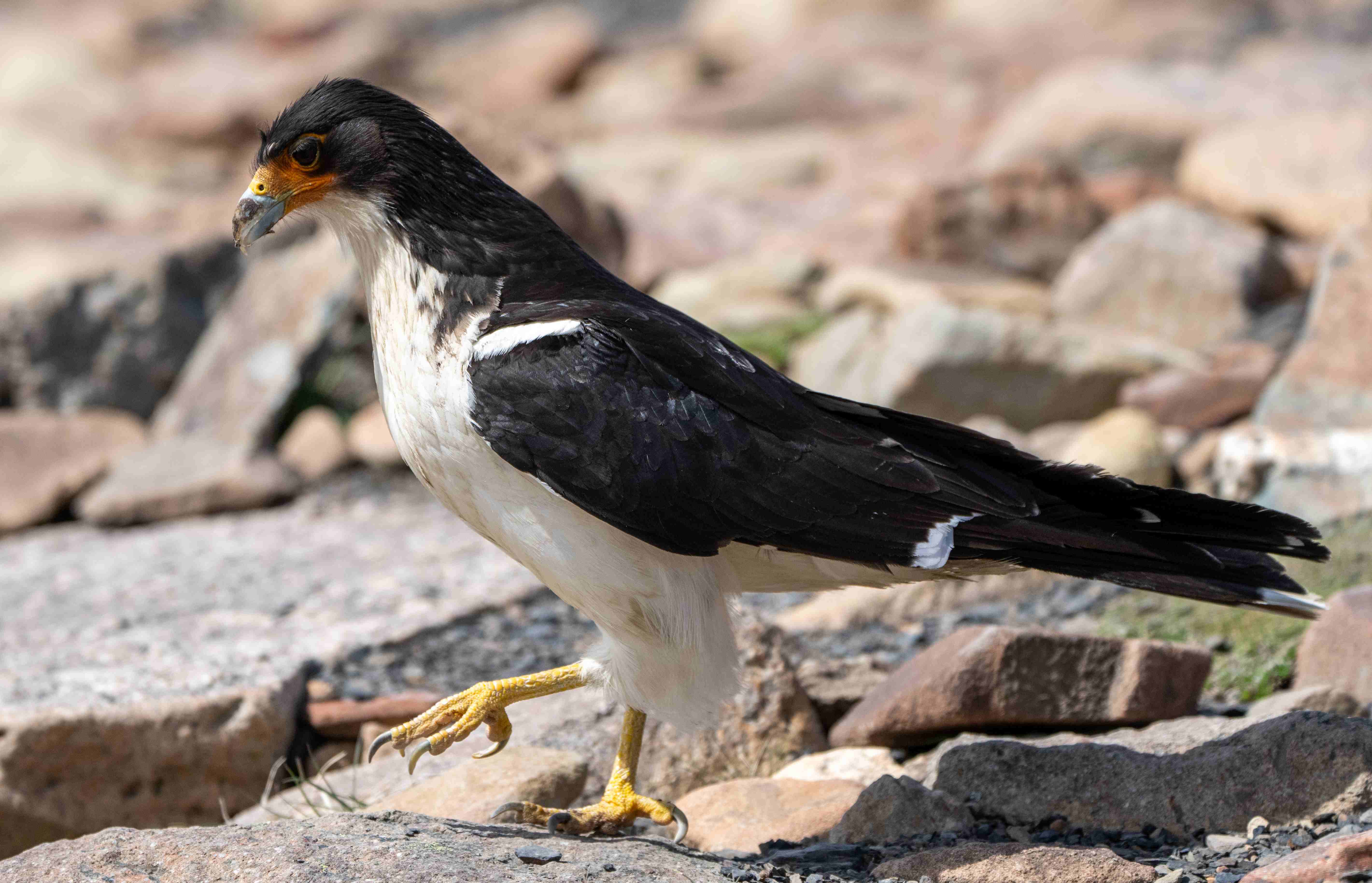 White-throated Caracara