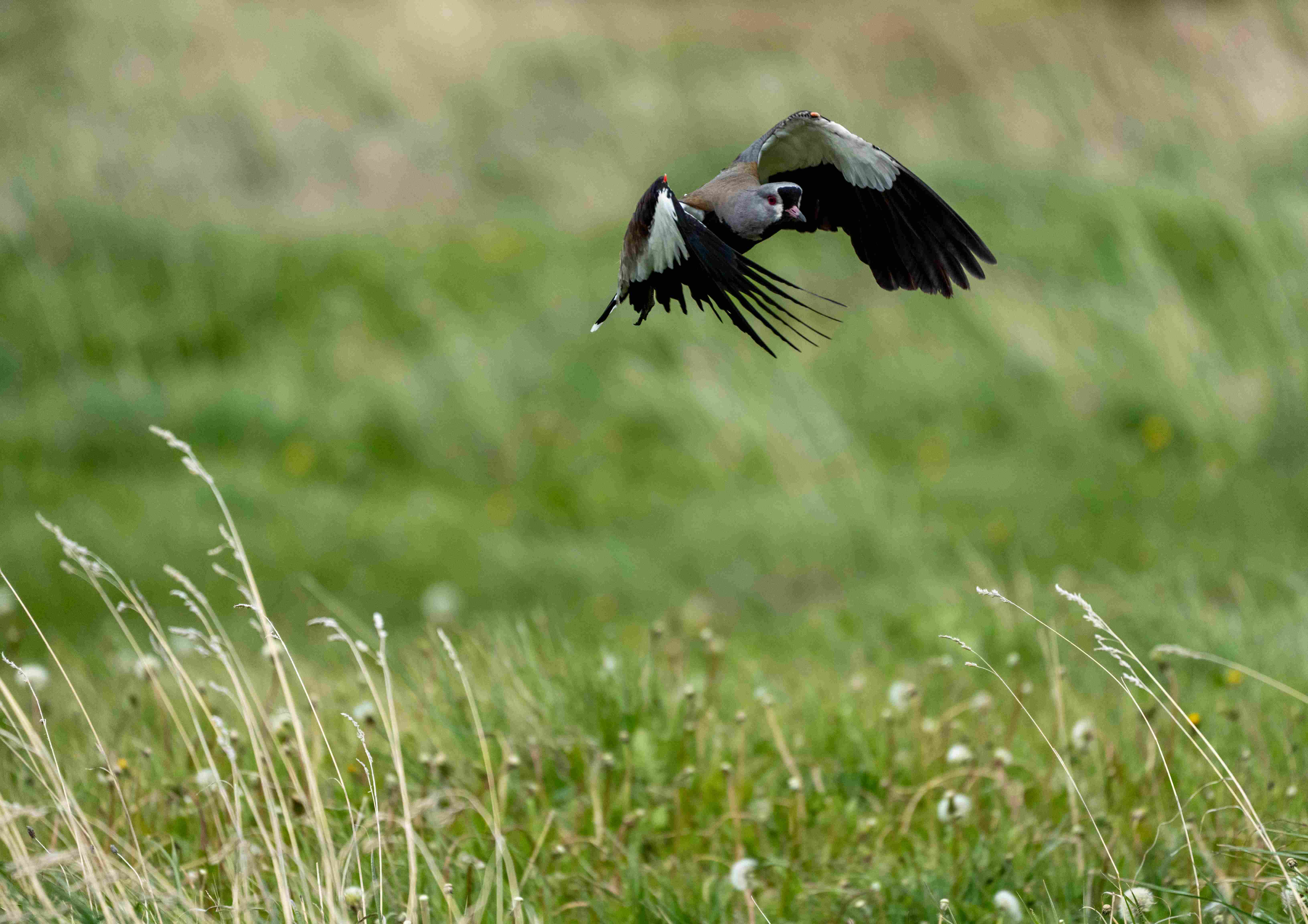 Southern Lapwing
