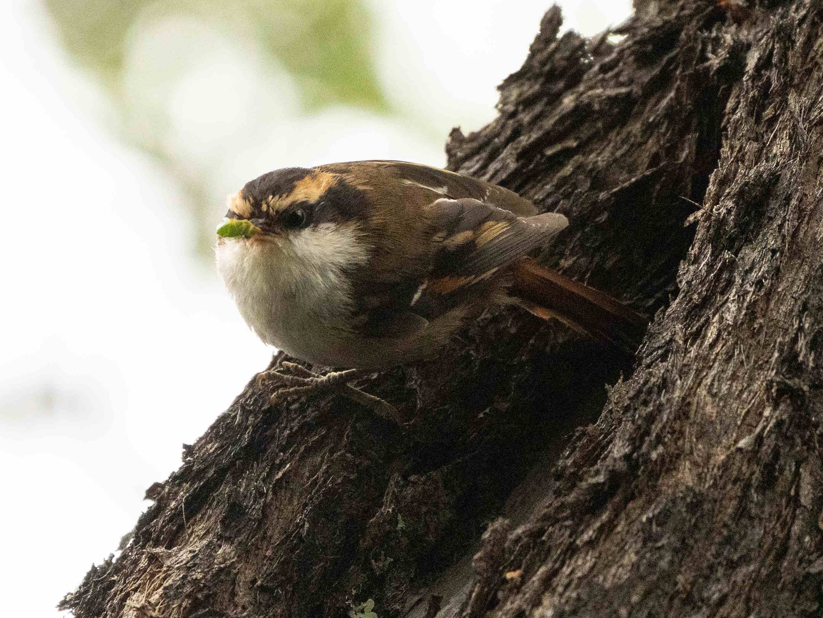 Thorn-tailed Rayadito