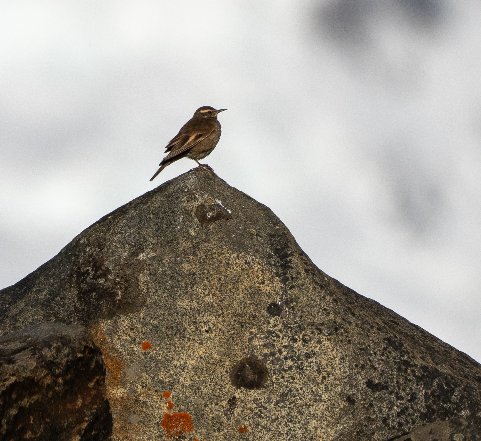 Buff-winged Cinclodes