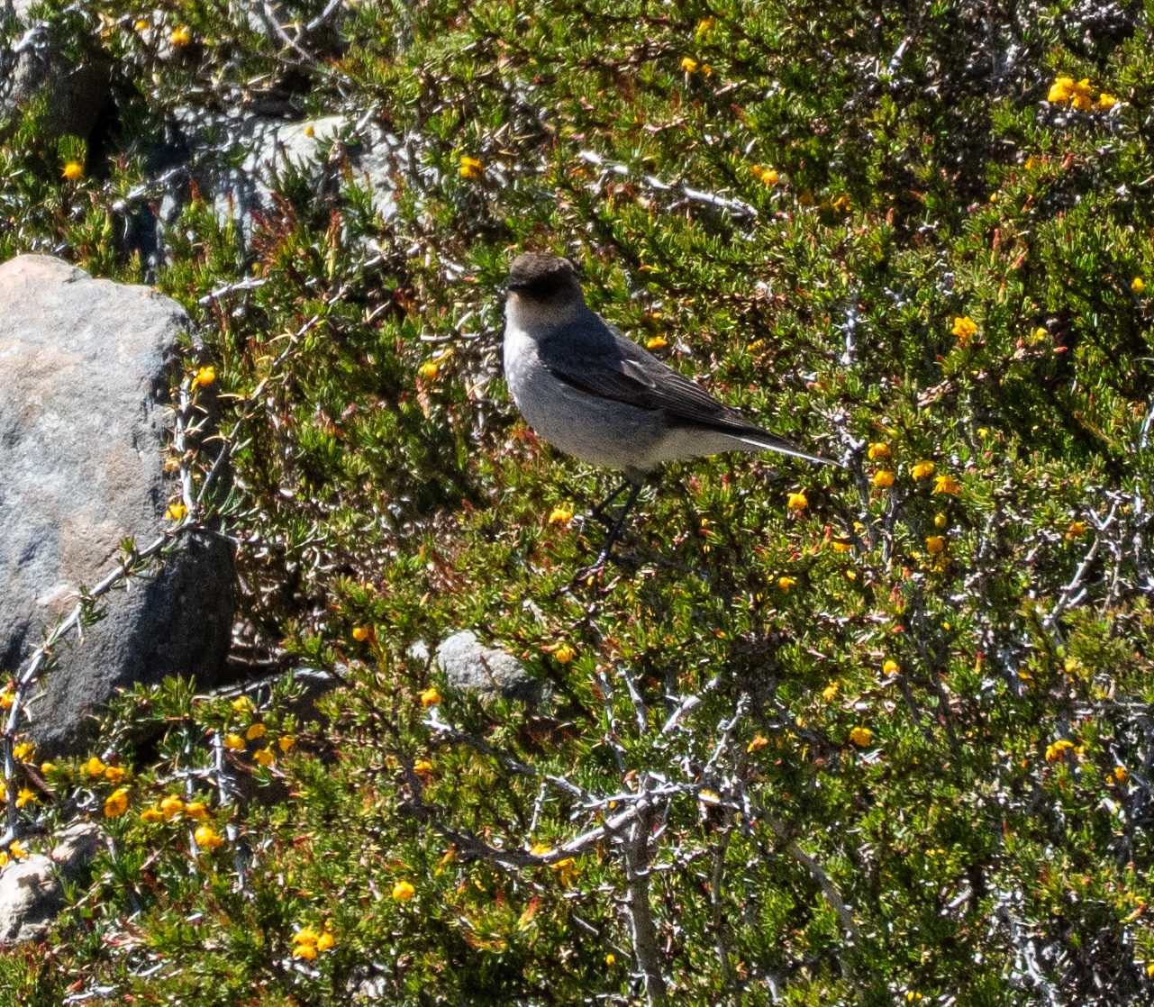 Dark-faced Ground Tyrant