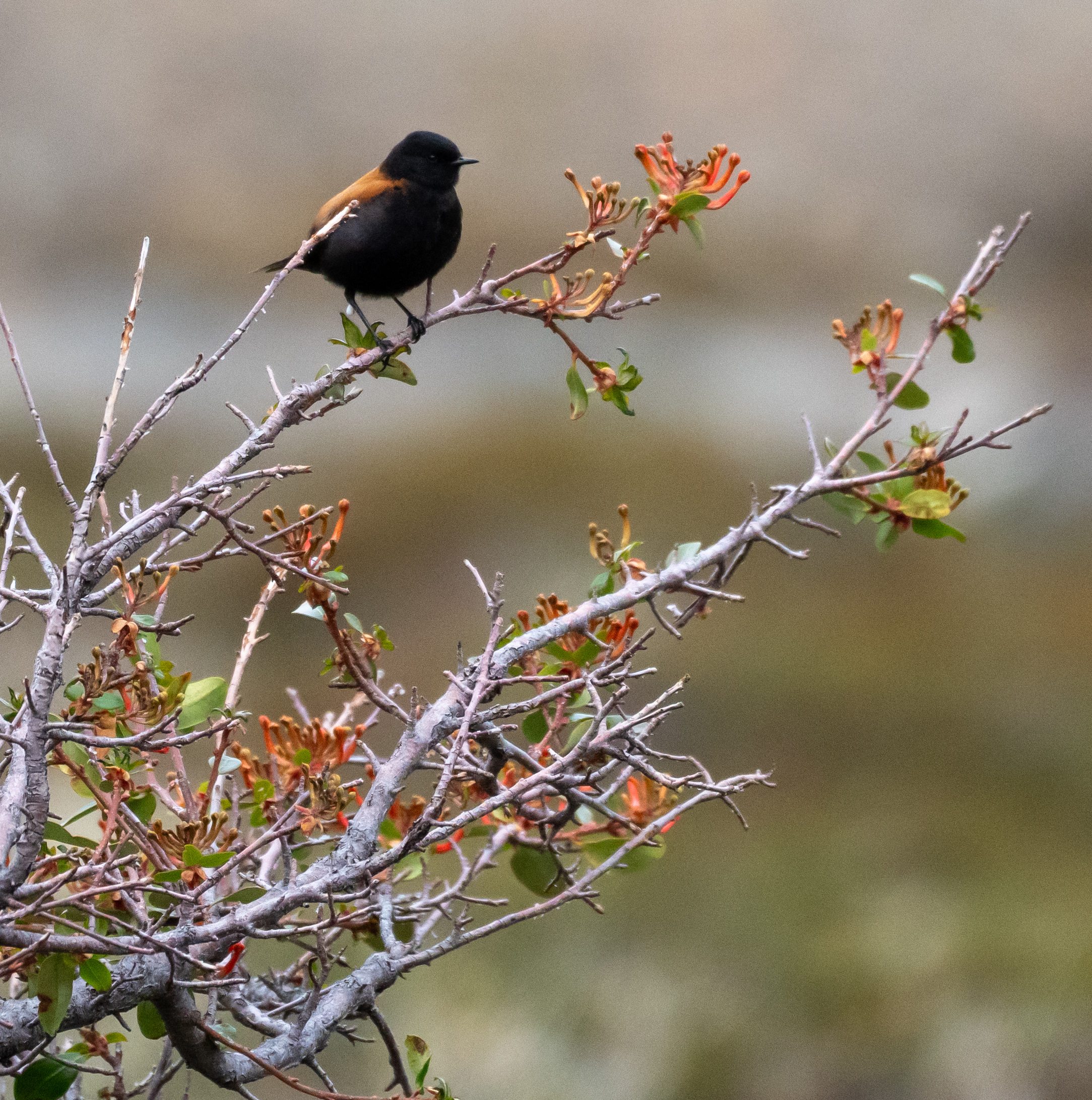 Austral Negrito
