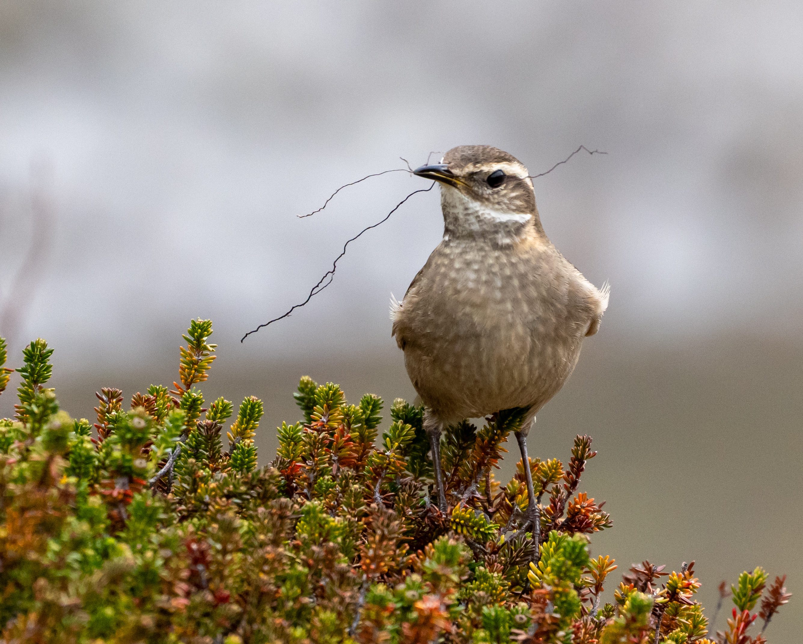 Buff-winged Cinclodes
