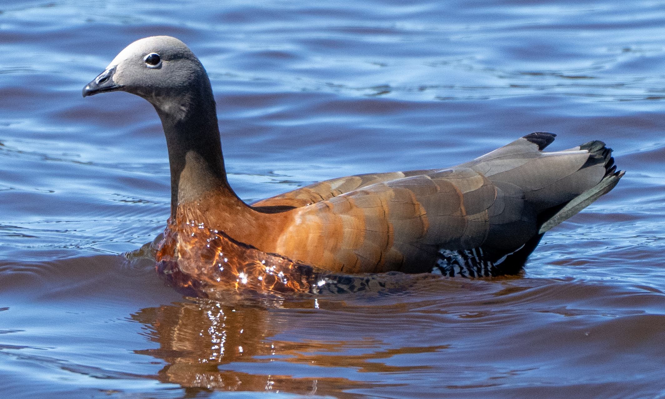 Ashy-headed Goose