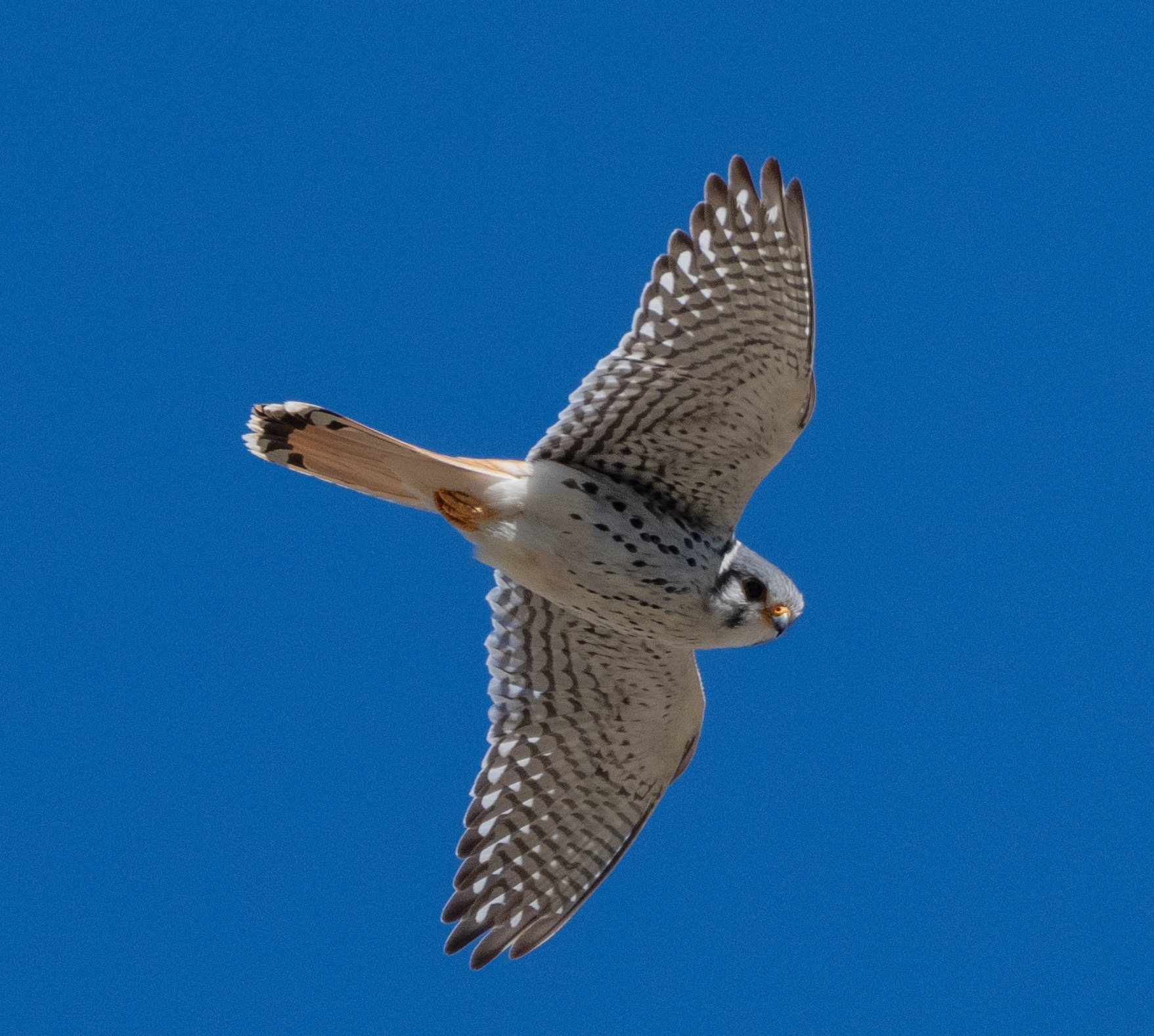 Feathered Findings November 4th