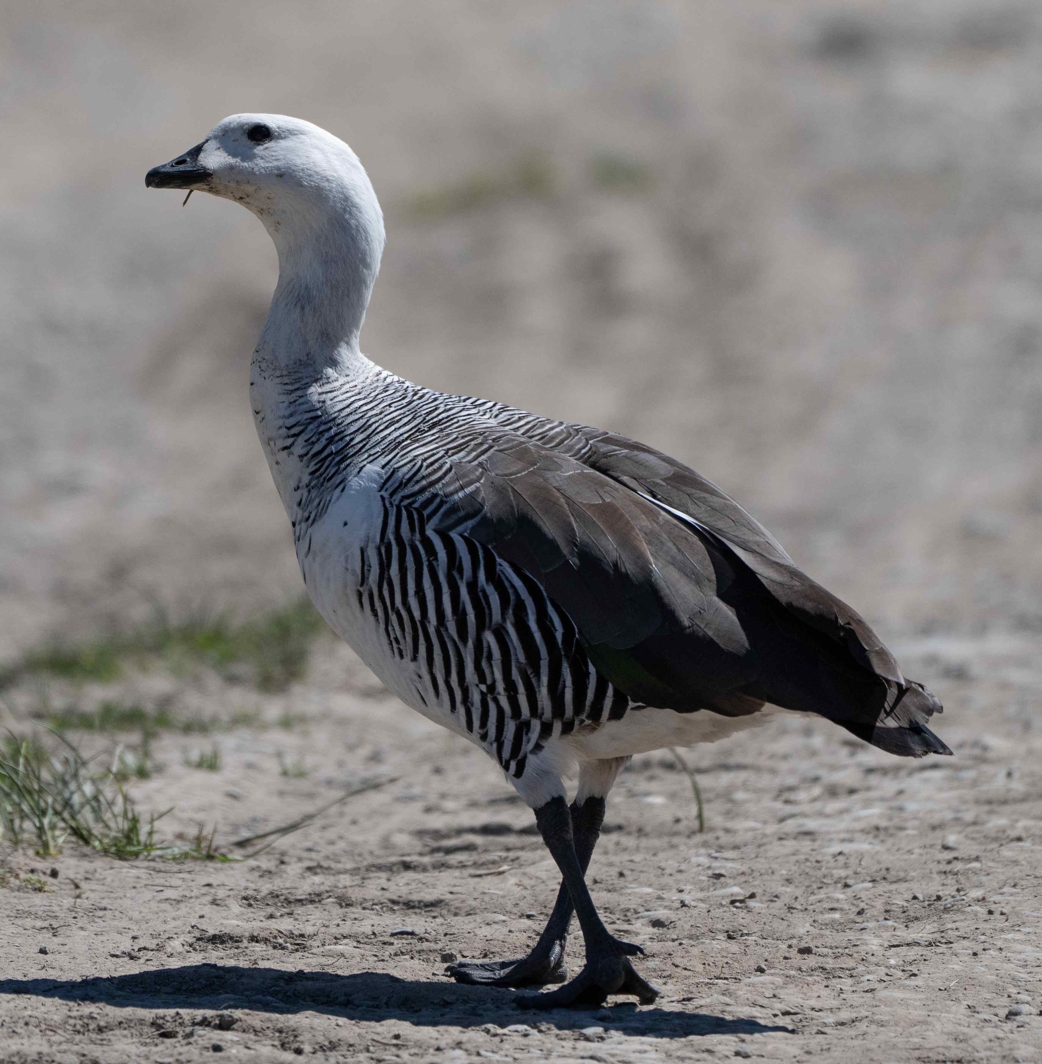 Upland Goose male