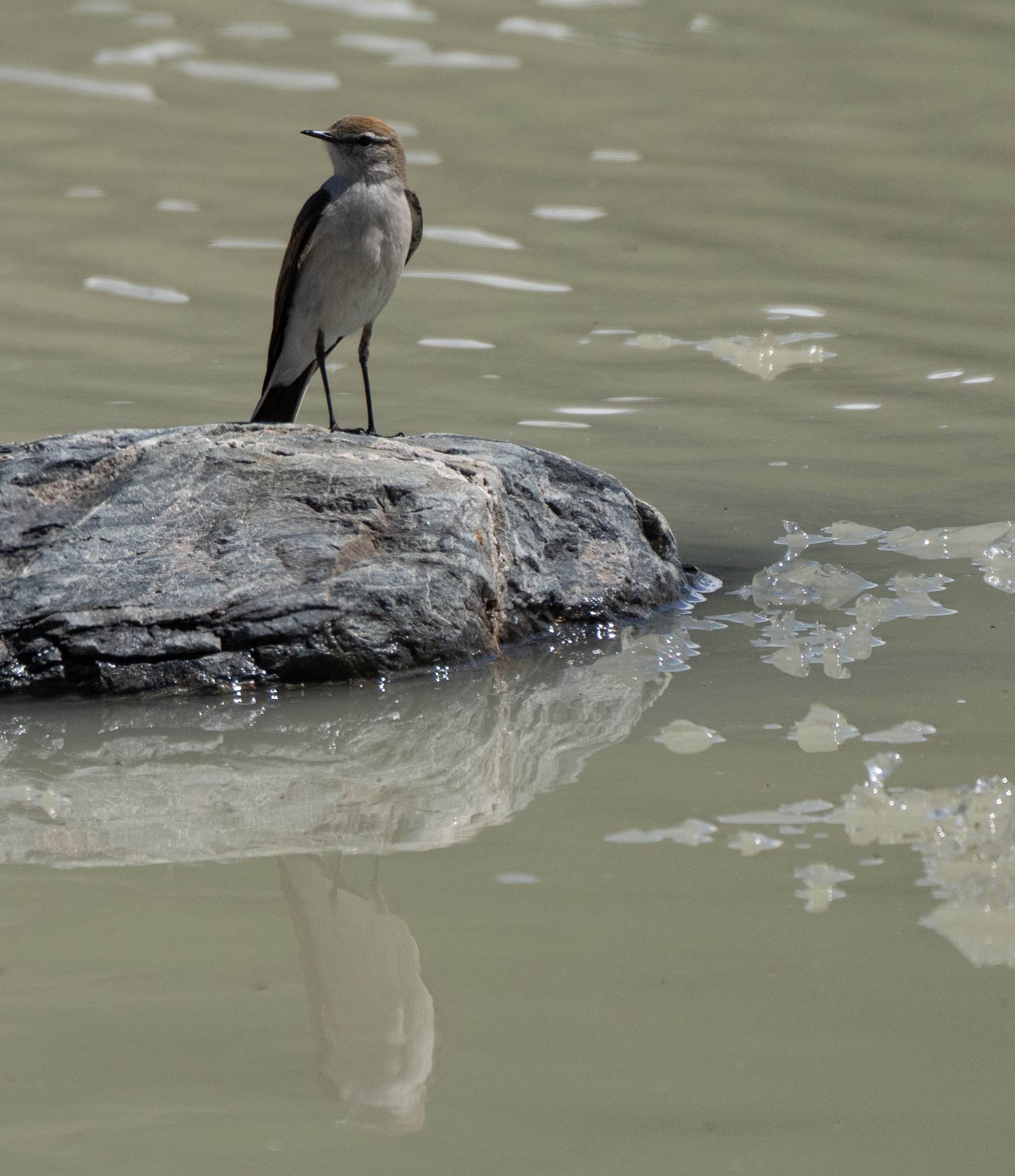 White-browed Ground Tyrant