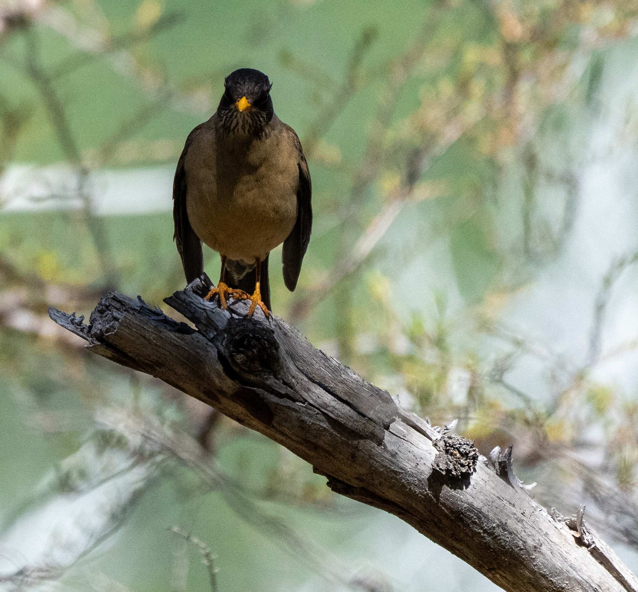 Austral Thrush