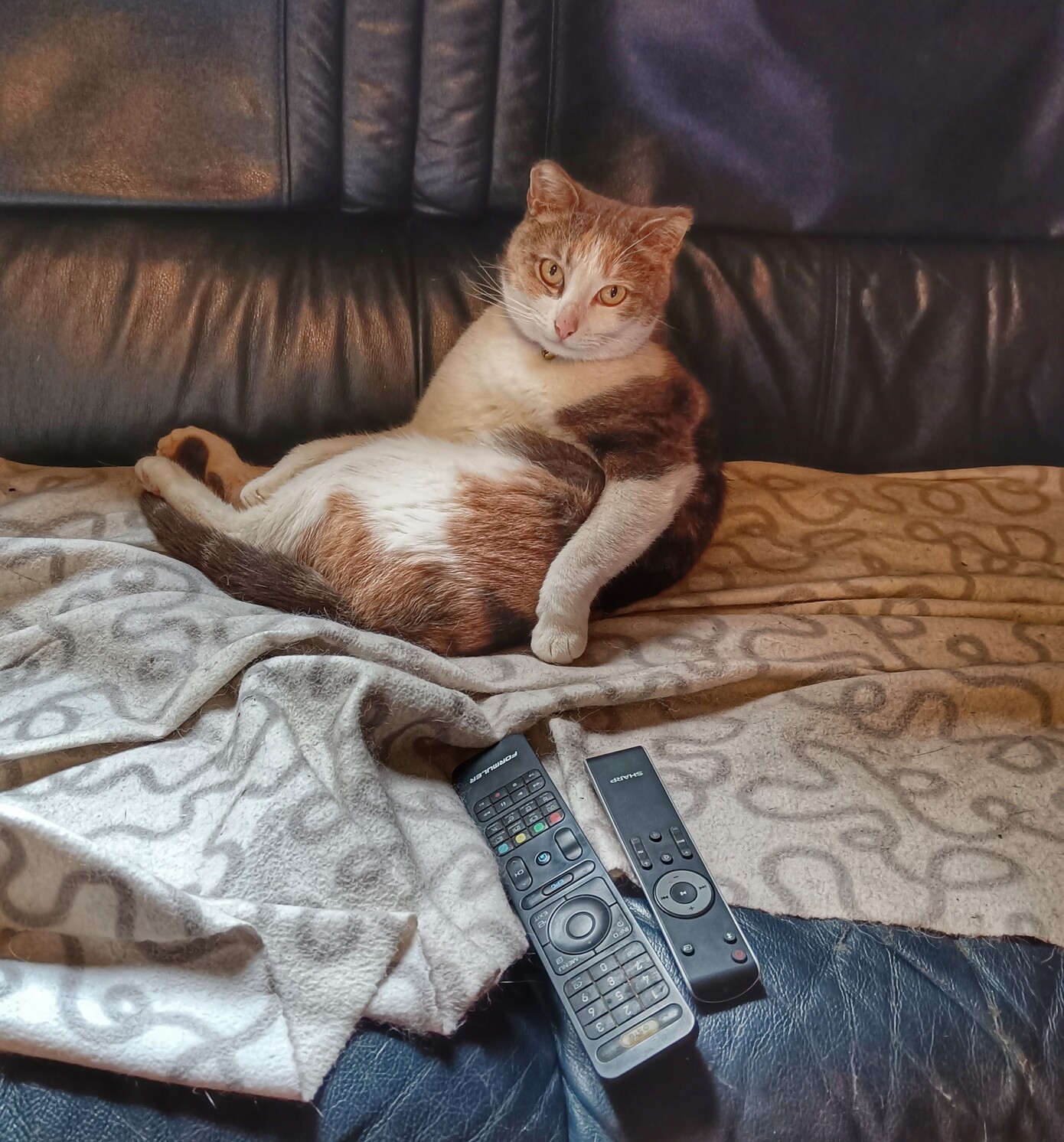 Sweep a tri coloured cat sitting like a human with TV remote controls in front of her on a black leather sofa with a white fleece blanket