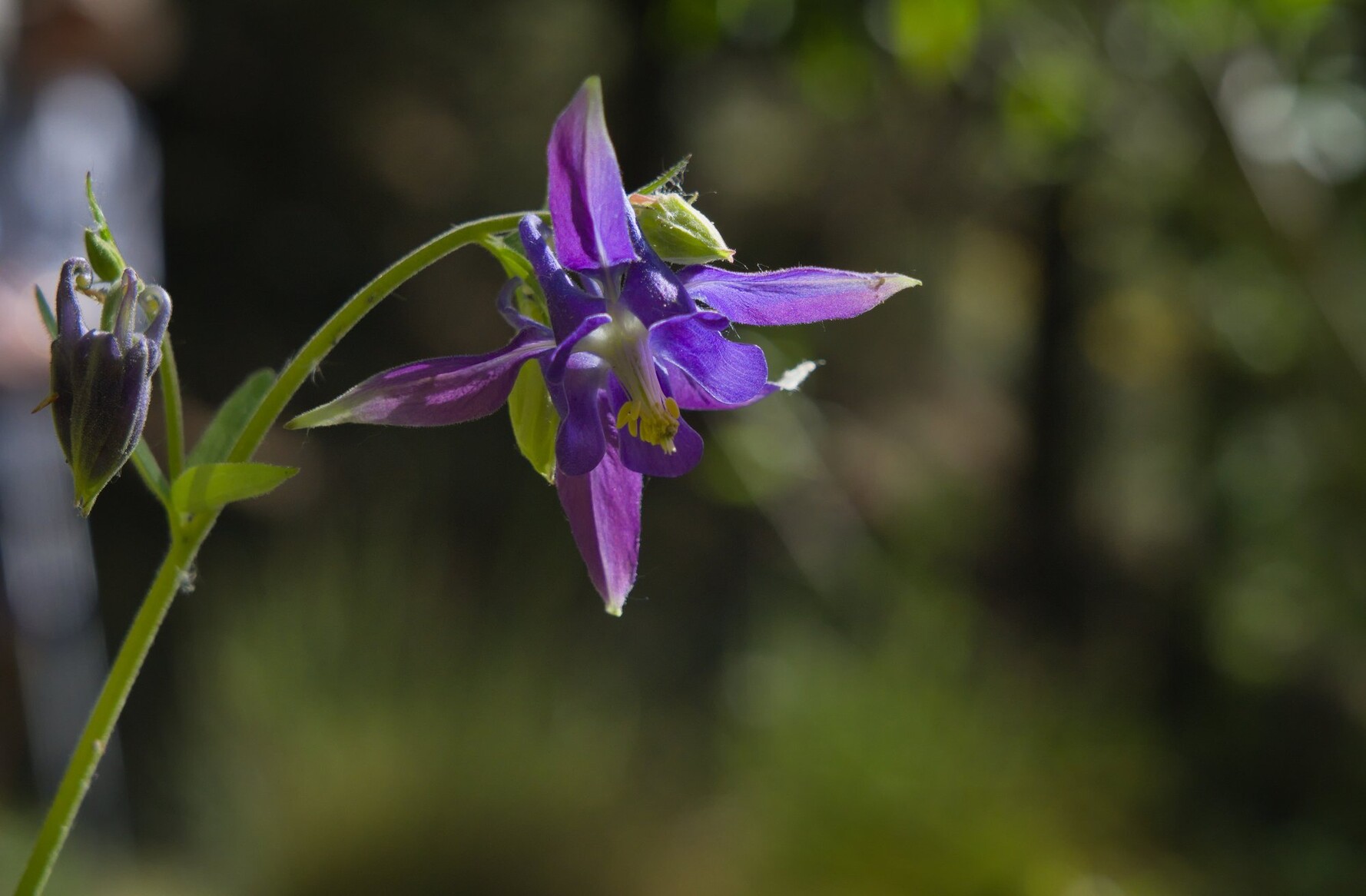 A picture of a blue/purple Aquilegia flower