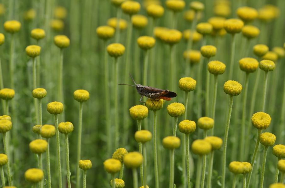 A grasshopper sat onto of yellow buds from a curry plant.