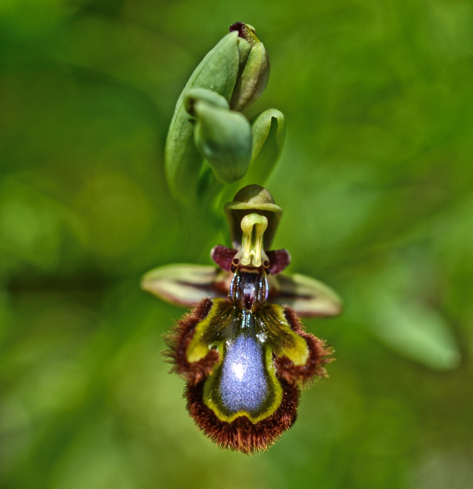This tiny wild orchid known as the Mirror Orchid (Ophrys speculum). The camera has taken a picture from above looking down onto the flower.