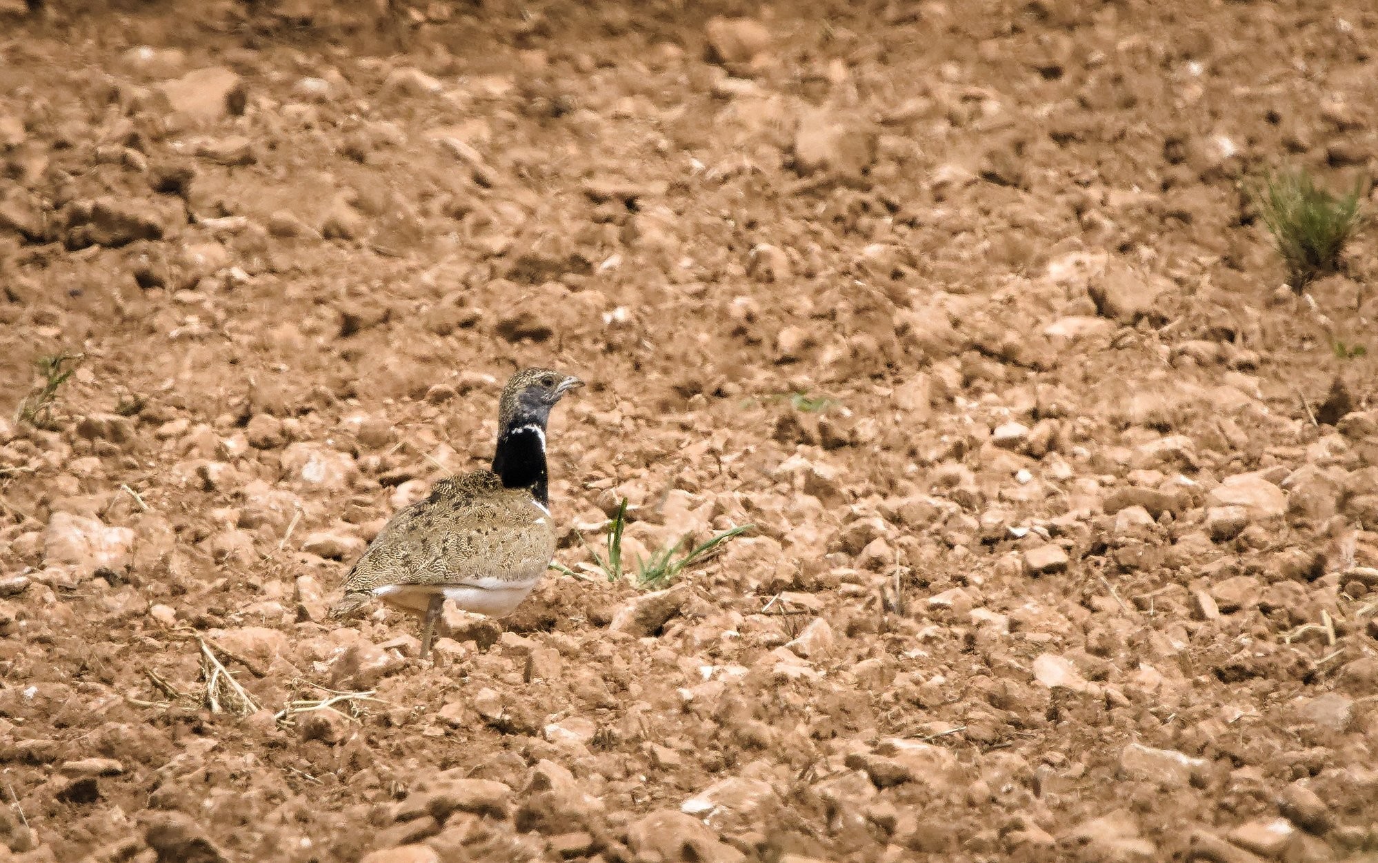 A ploughed field with a Little Bustard male bird just off centre left. The bird blends in really well to the brown ploughed field.