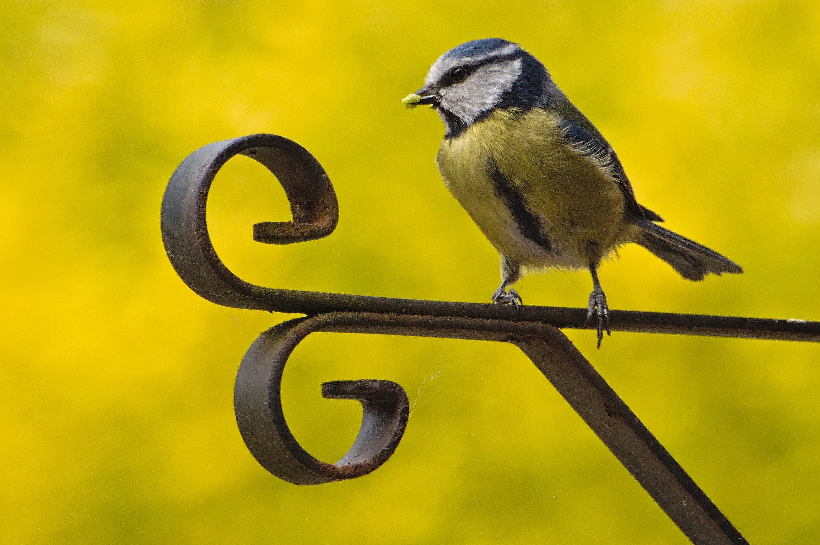 A small Blue Tit bird perched on a metal bracket with a yellow background behind. The bird has a tiny yellow/green caterpillar in it's beak.