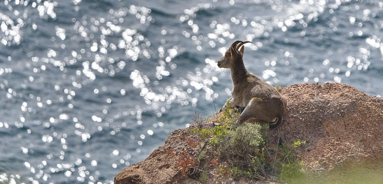 Picture showing an Ibex (goat like animal) laying on a rock looking out to sea.