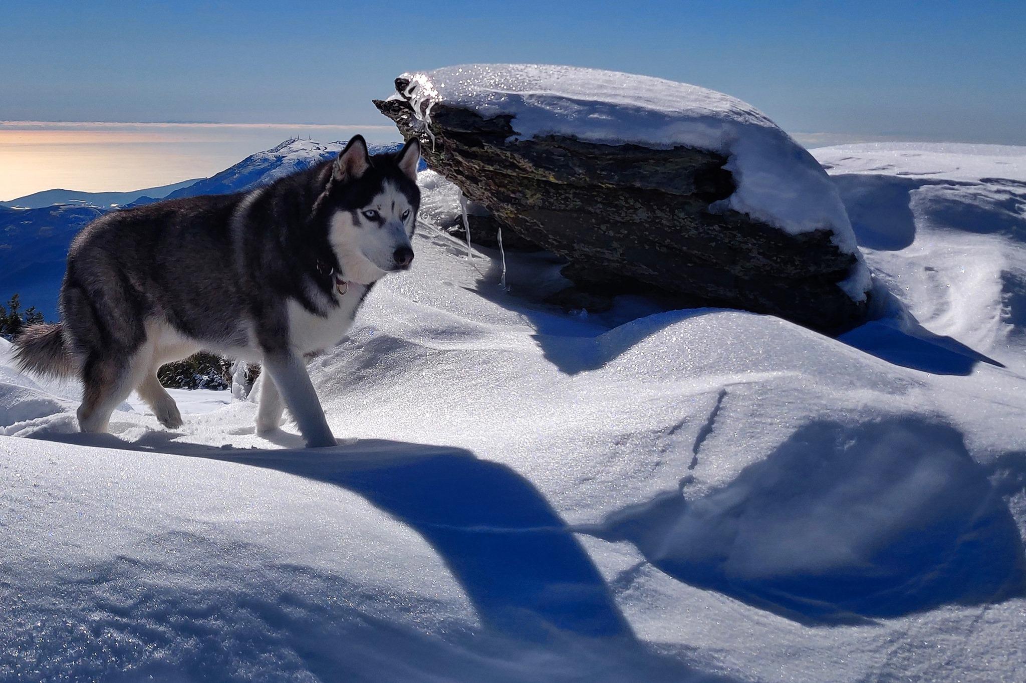 A black and white husky with pale blue eyes mid step through snow. There is a large rock just to the side of him which is snow covered and few icicles hanging from it. Behind him you see the sun reflecting off the Mediterranean Sea and a blue sky.