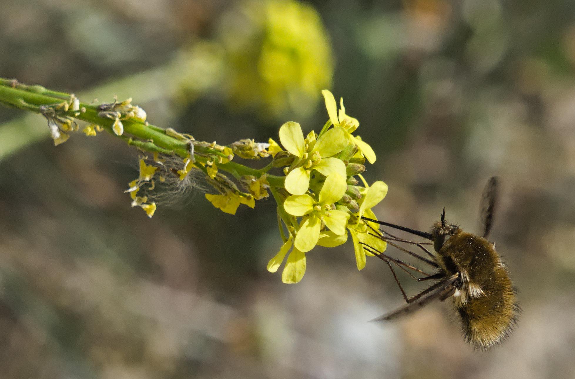 Coming in from the top right to beyond centre a yellow flower with a fluffy bee like insect feeding on the pollen.