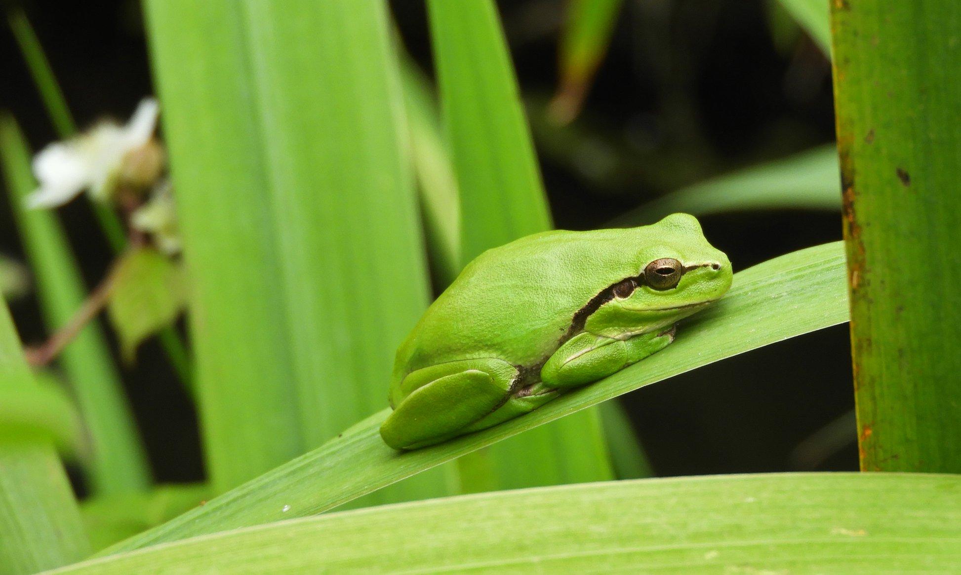A small green frog on a green leaf the same colour.
