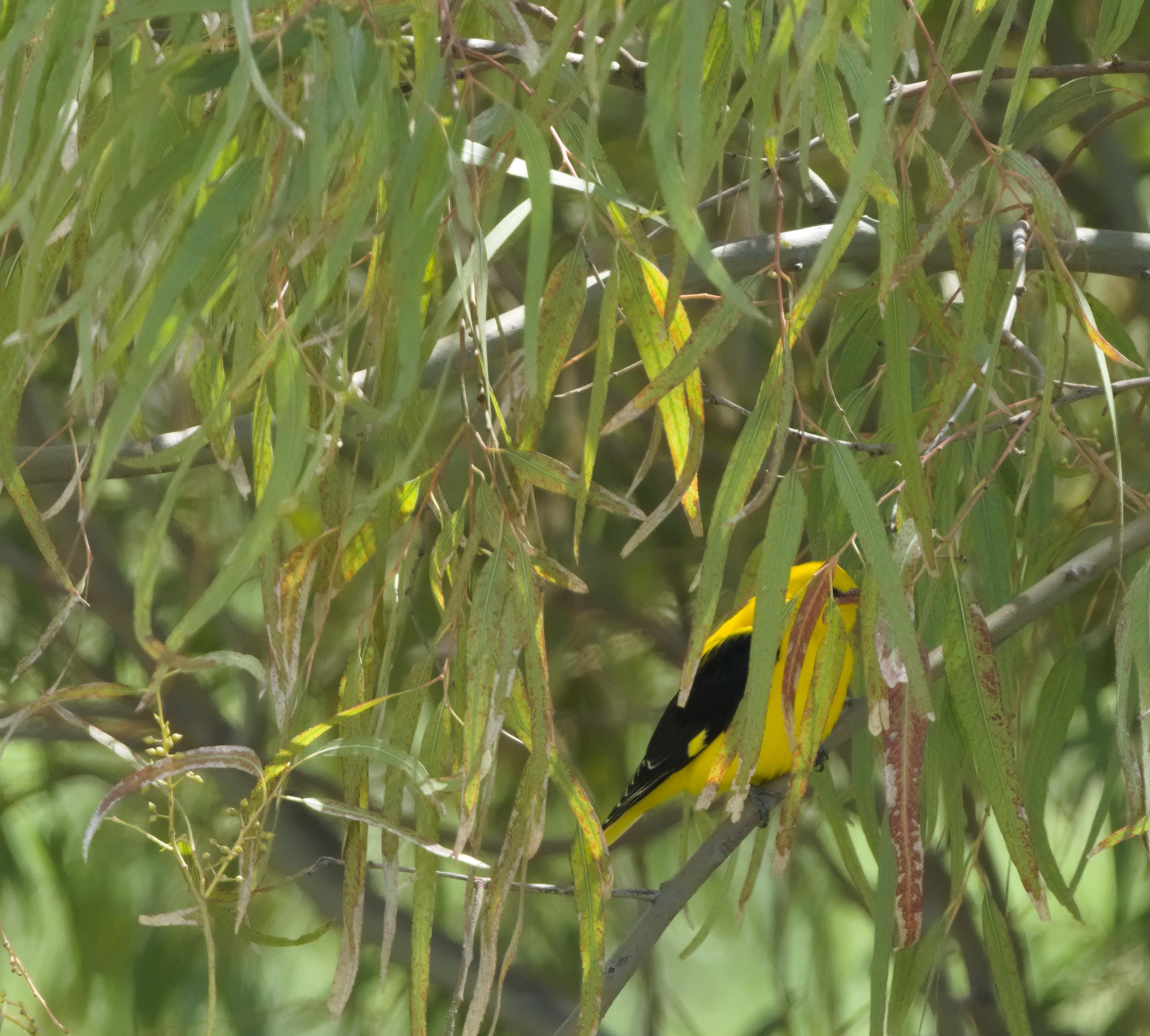 A bright yellow and black bird hiding behind the green leaves of a Eucalyptus tree.