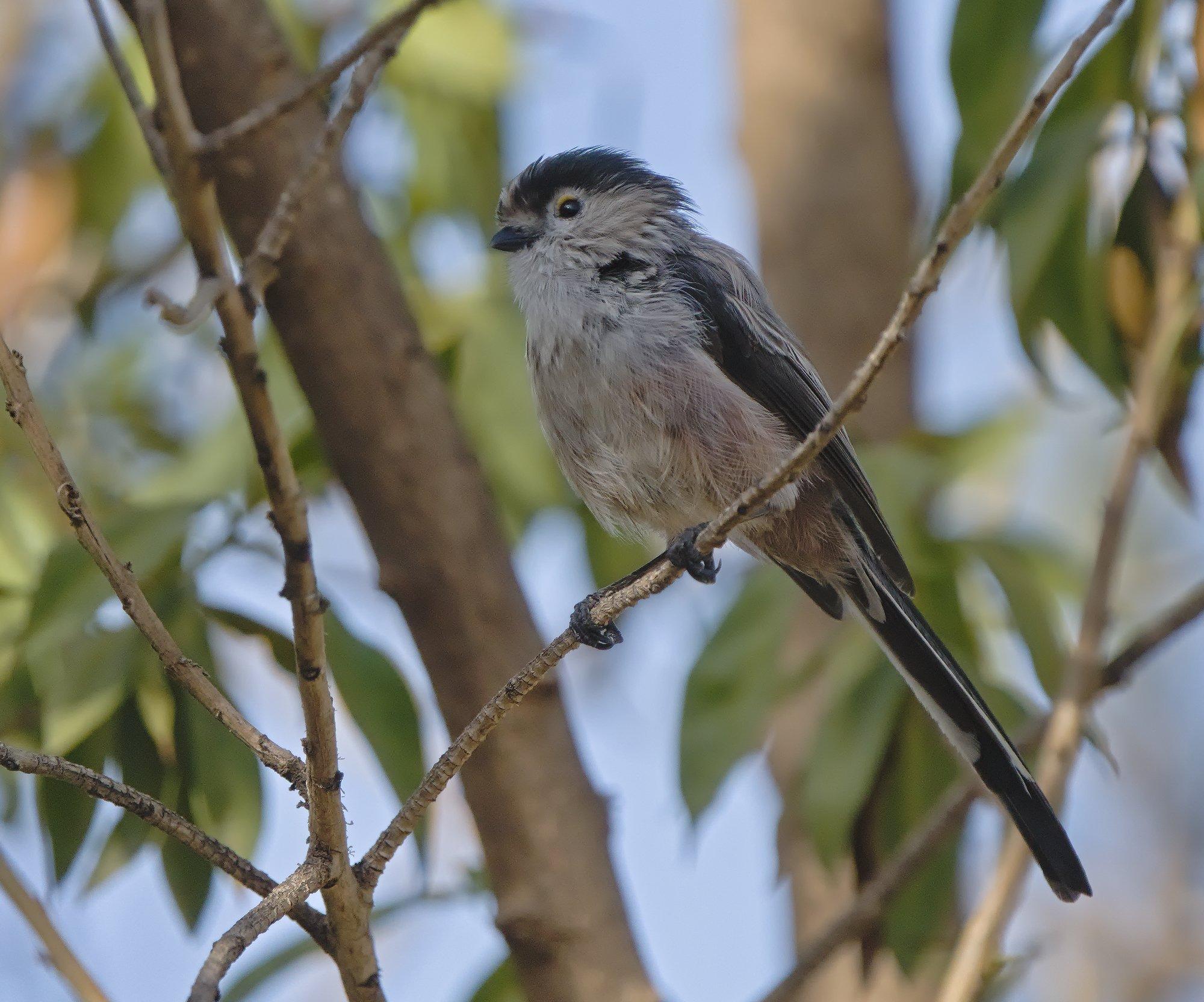 A small bird sat on a twig in tree. The bird has a long tail, compared to the size of the bird. It has a small dark beak, a little eye surrounded by a white face and throat and a black head stripe above from the beak to the back of the head. The body is very light brown.