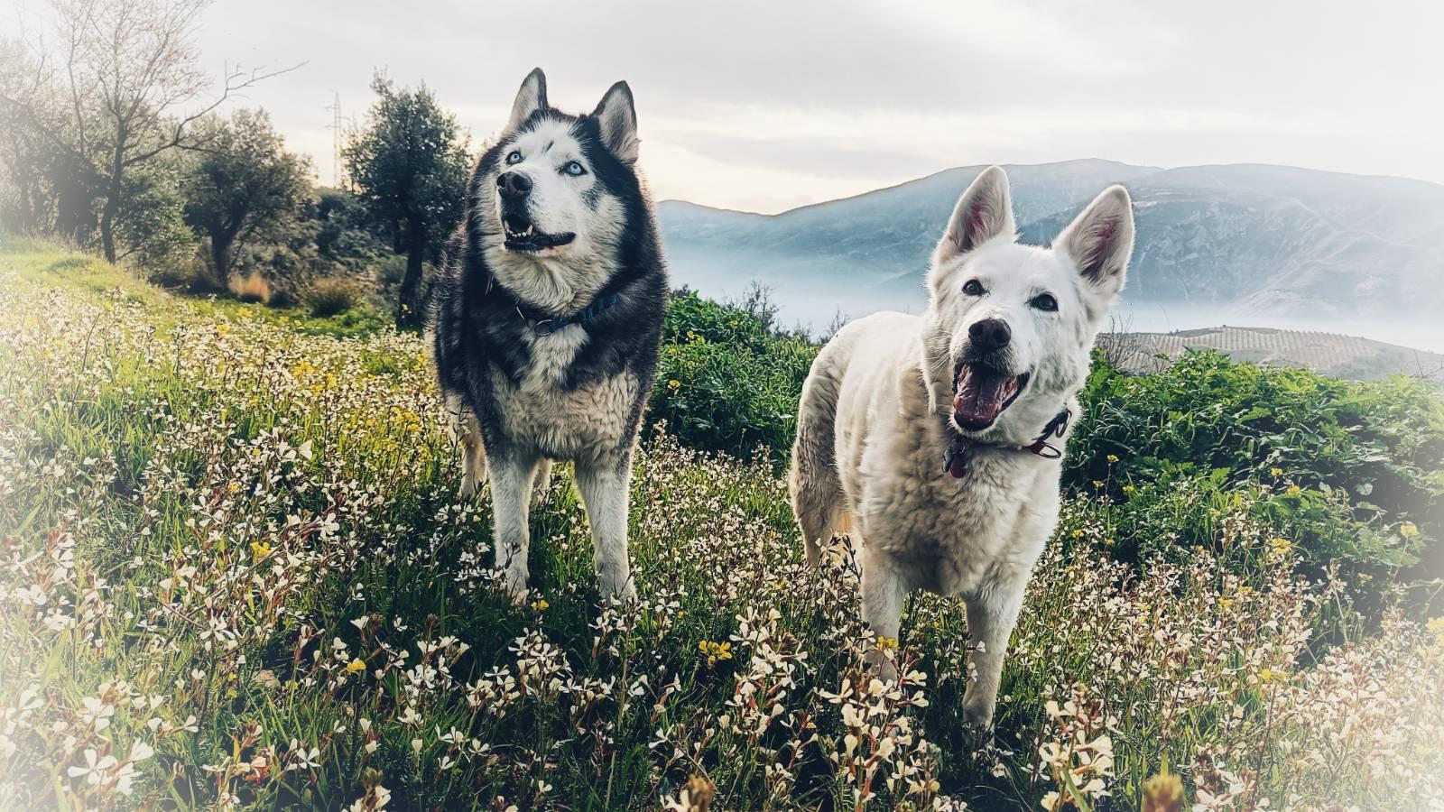Two dogs, one white and one black and white, ears alert and mouths open making them look like happy faces. Stood on the edge of an olive tree terrace with small white flowers.