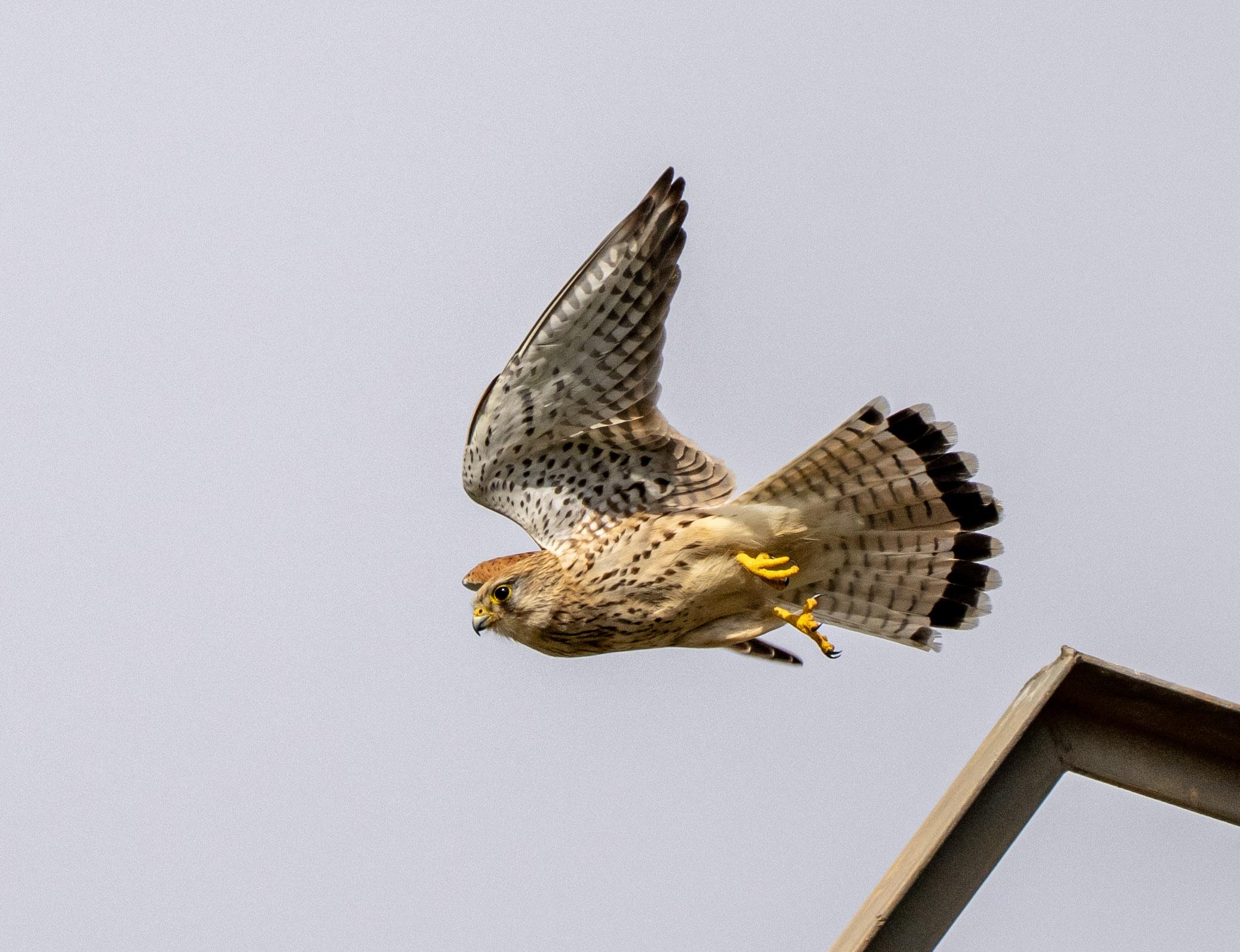 A common Kestrel just taken off from the top of a metal pylon. She has her wings raised. Her underneath body and wings are light beige with black dots and strips. Her tail is striped black with black edging. She has yellow legs.