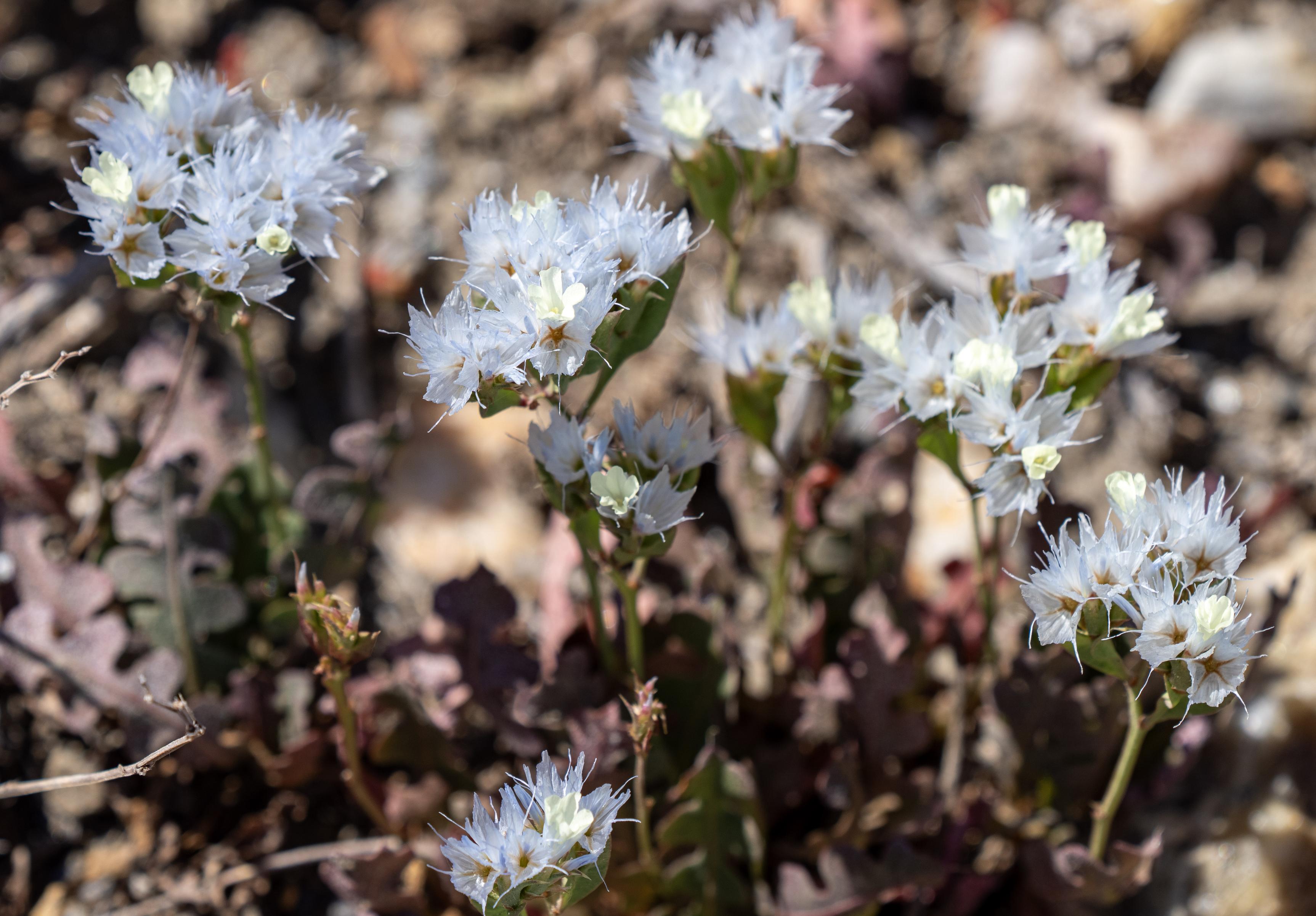 Limonium lobatum (Winged sea-lavender)
