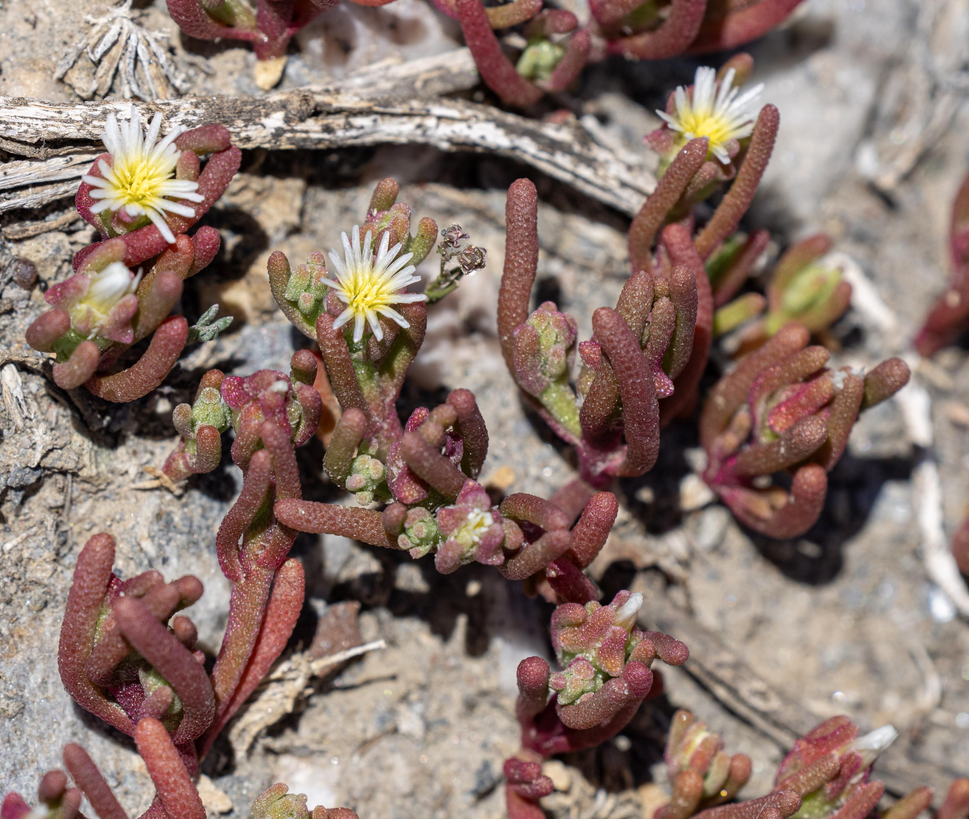 Mesembryanthemum nodiflorum (Slenderleaf iceplant)