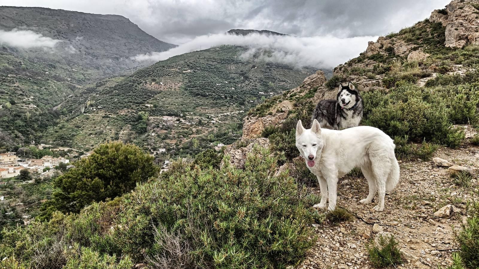 Two dogs, one white, one black and white stood on a mountainside among short green bushes. The mountains to the side of them have a line of light grey clouds over them and beyond that a very moody sky.