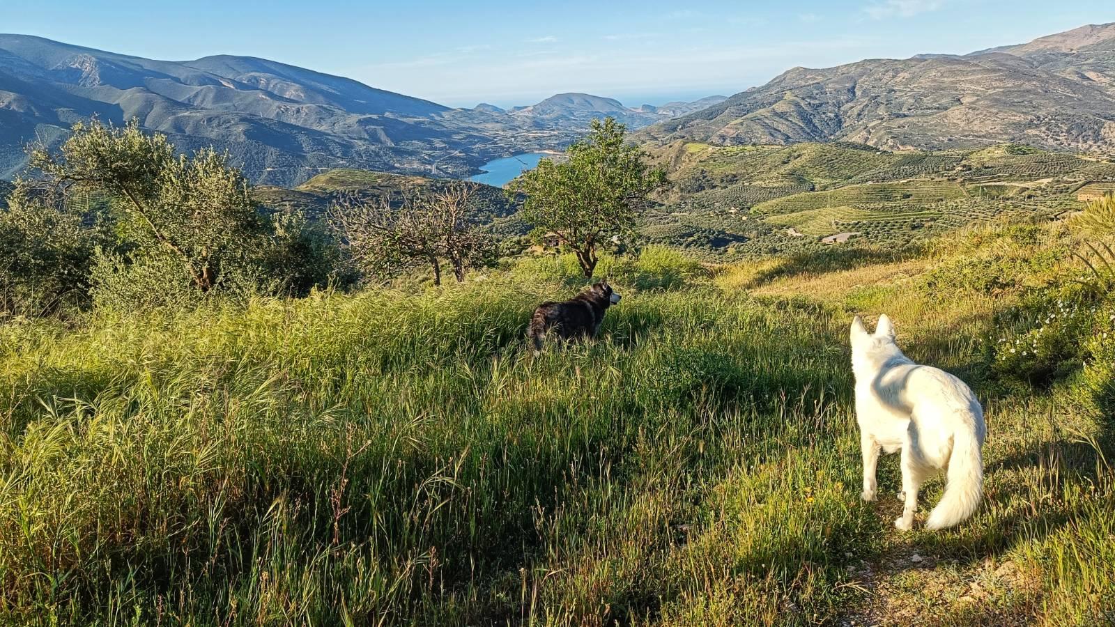 A white dog standing with her back to the photographer looking like she is taking in the view. Lower down beside a tree is a black and white dog standing in tall green grass. The view is looking down towards a reservoir and the Mediterranean sea through the mountains.