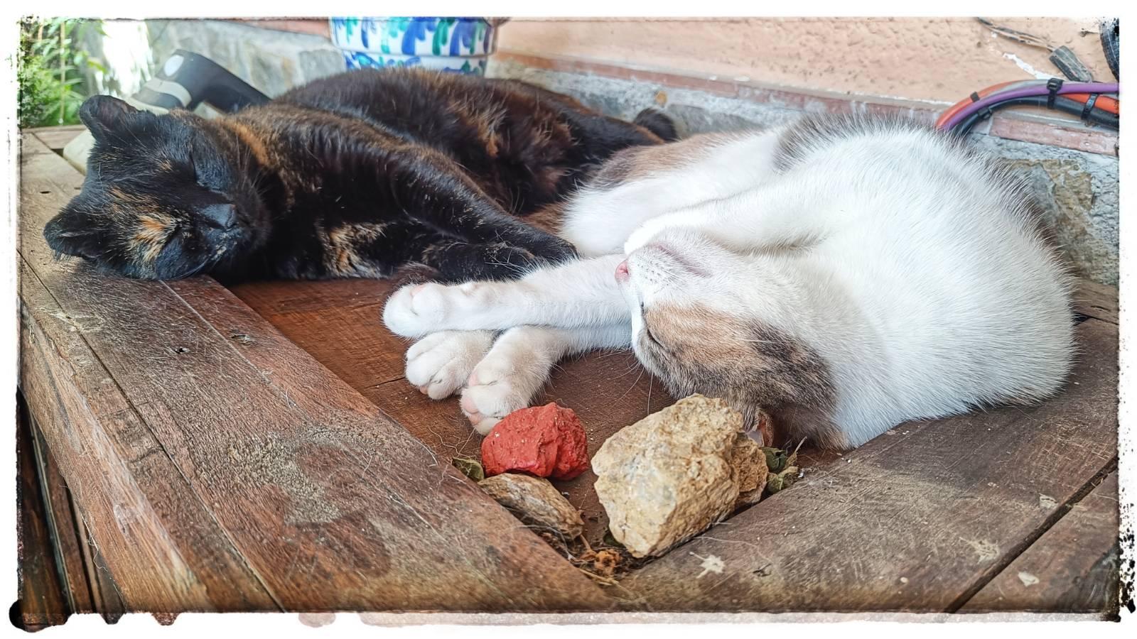 Two cats sleeping.