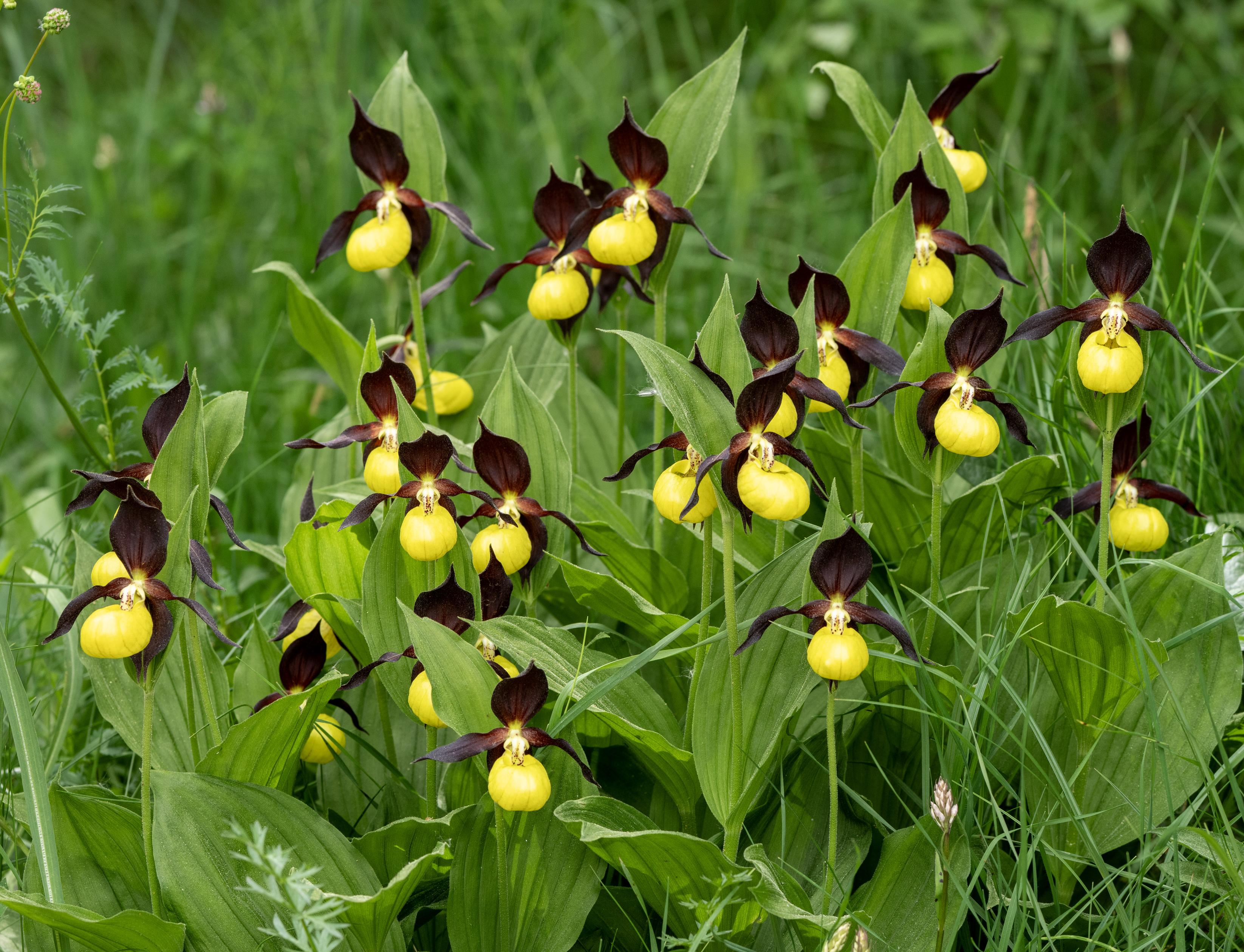 Many large yellow slipper type flowers with 4 deep wine colour petals, one from the top, one from the bottom and one on each side. The two on the sides have a twist in them. The leaves to these orchids are green. All the vegetation around is green.