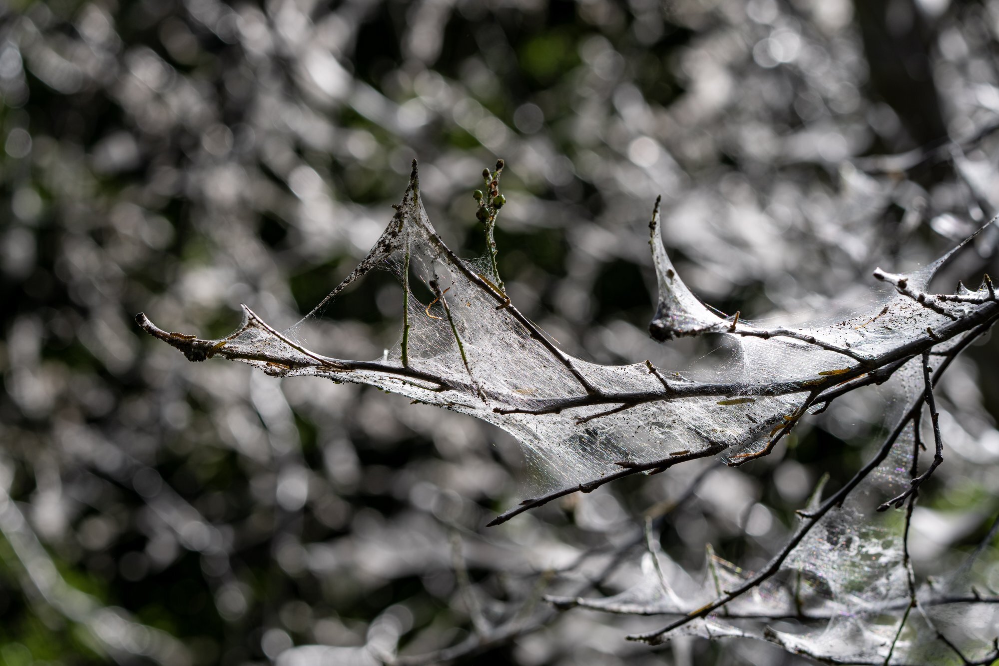 DSC00673a