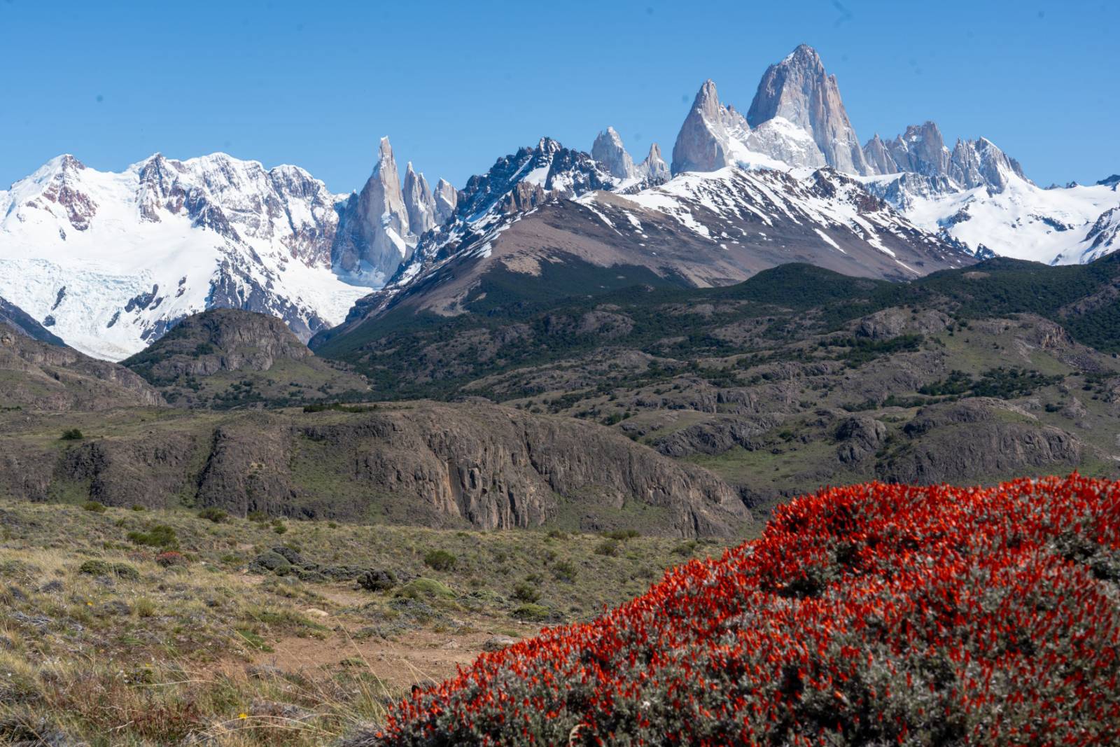 Fitzroy and firebush