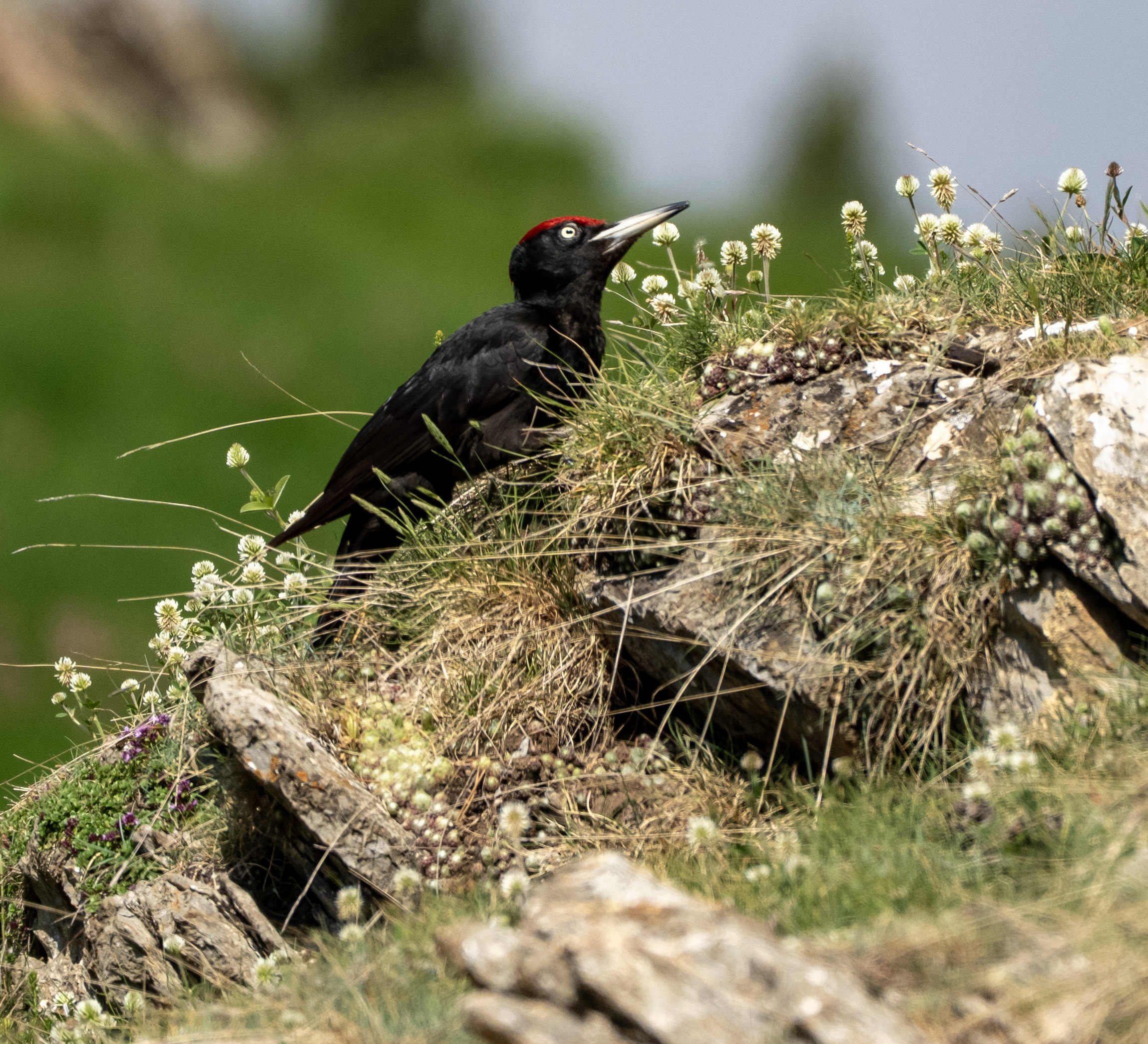 The day I met a Black Woodpecker
