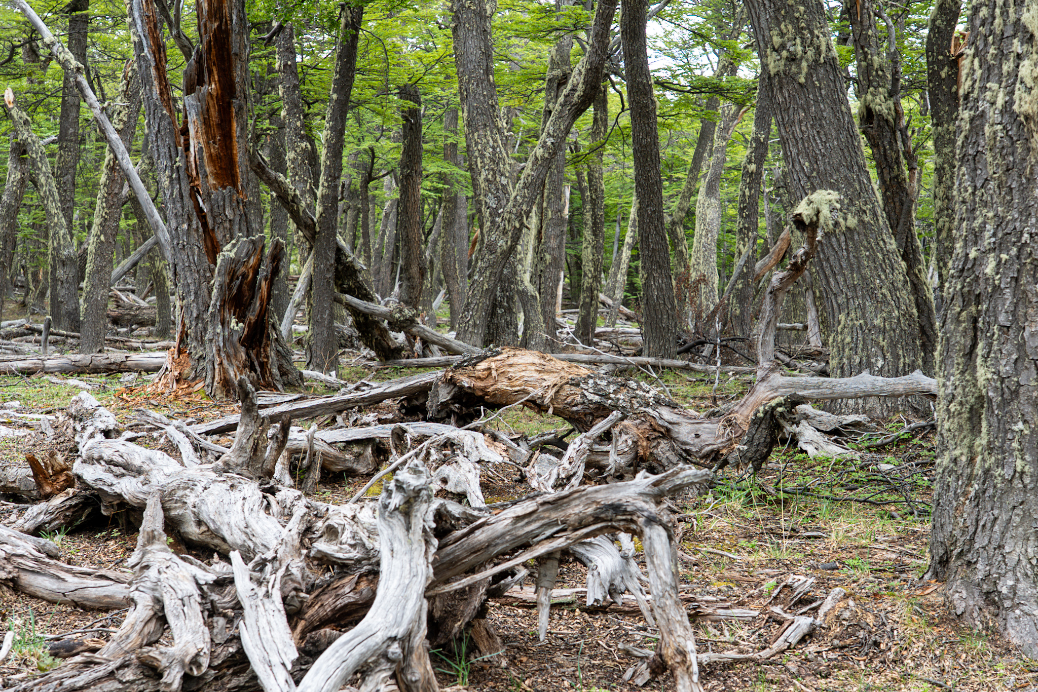 The tangled web of the Lenga forests