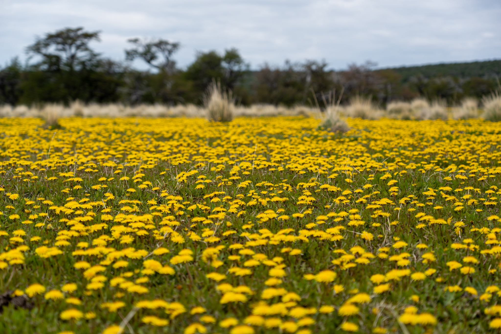 Fields of Dandelions