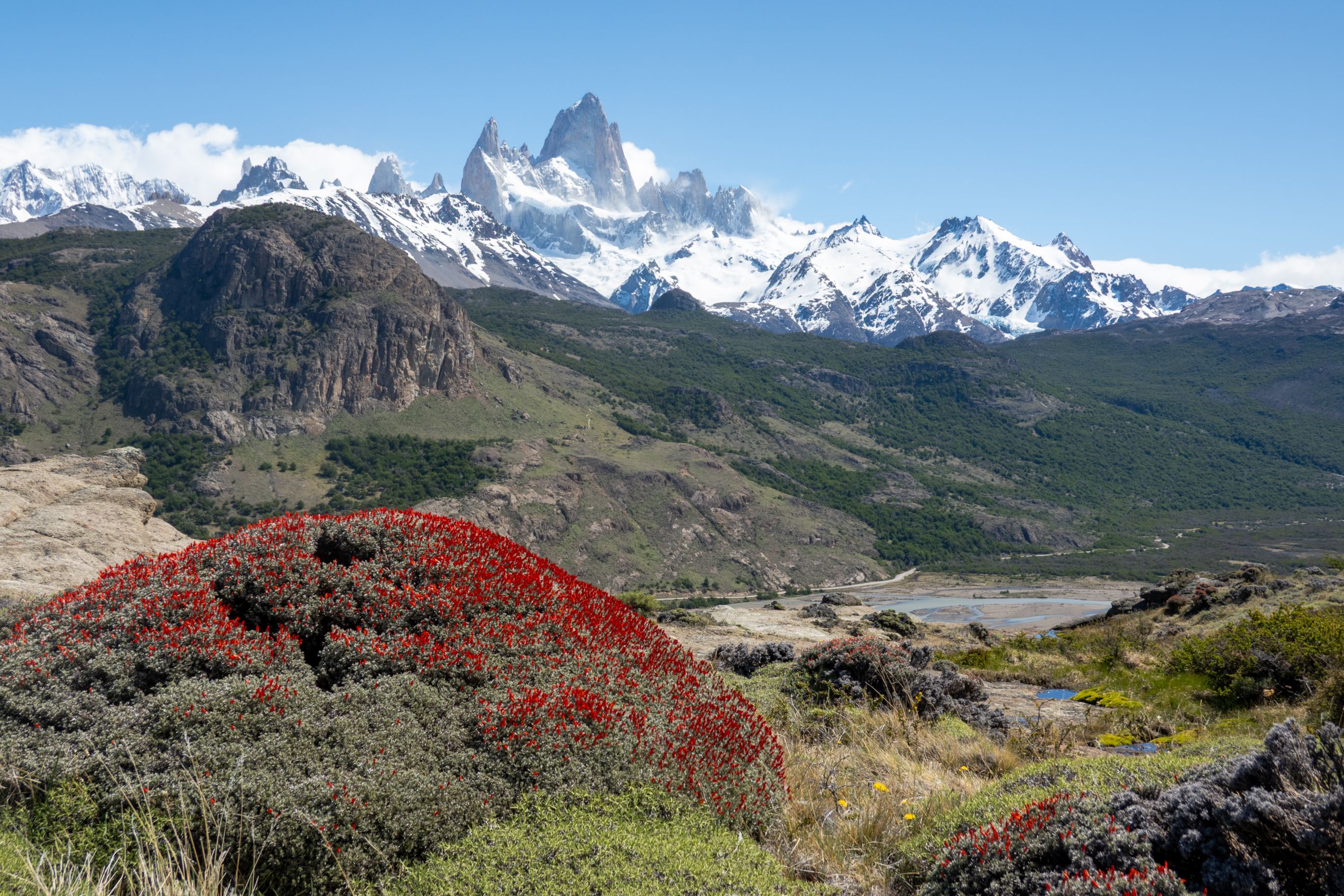 Red firebush plants adorn the route