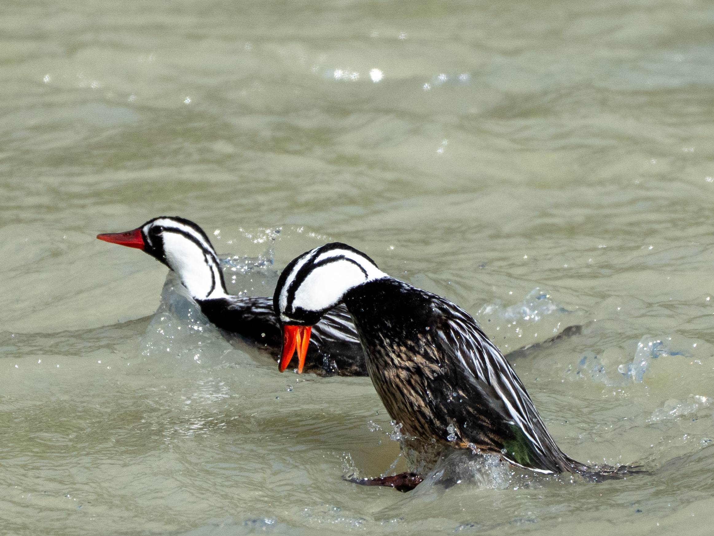 Male Torrent Duck in Rio Fitzroy