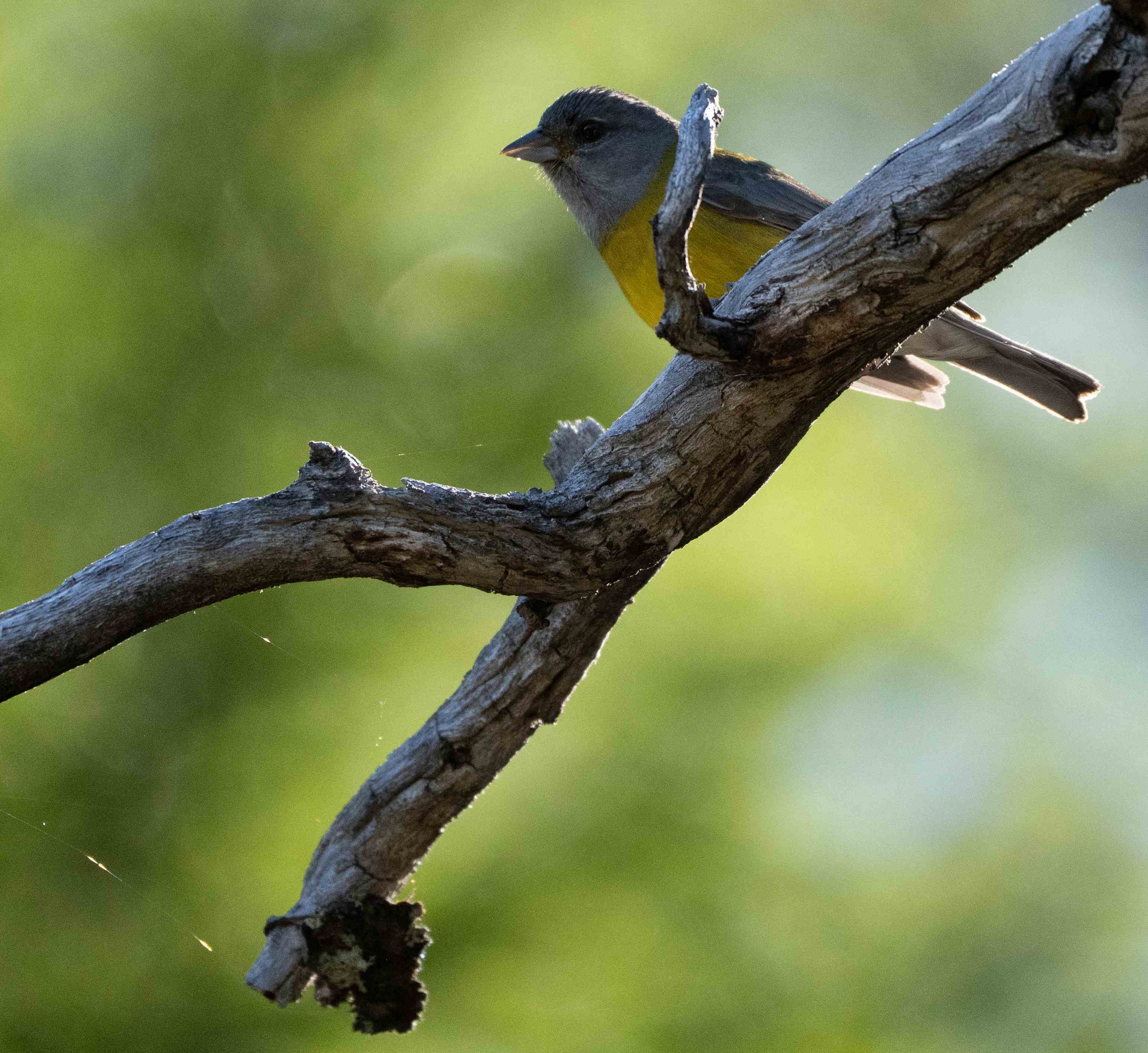 Patagonian Sierra Finch