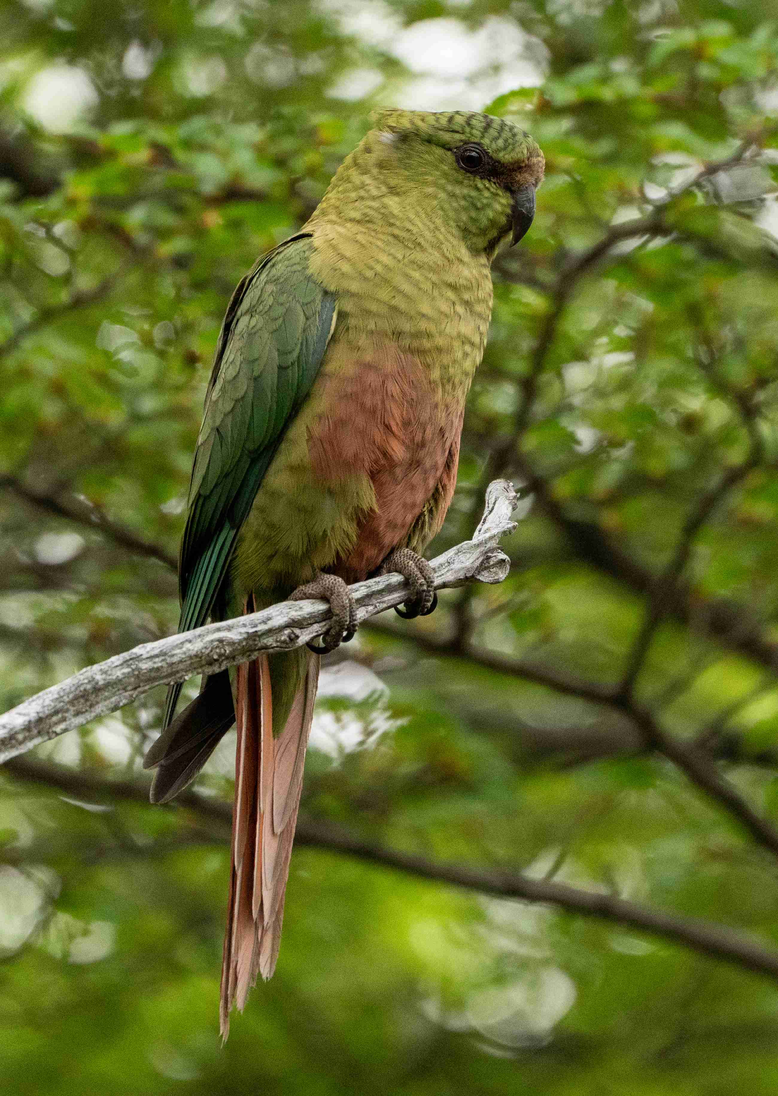 Austral Parakeet