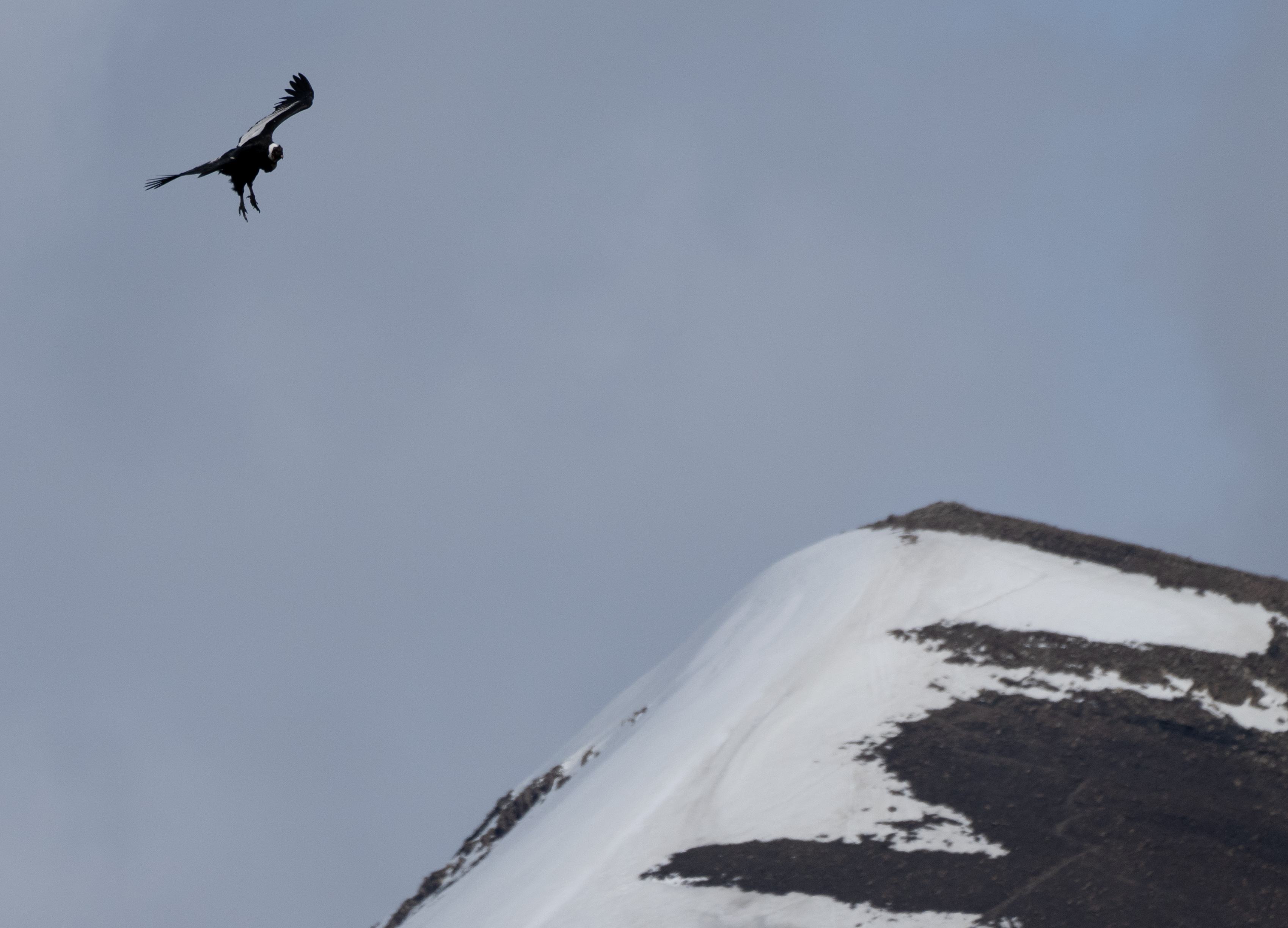 Feathered & Furry Findings November 13th