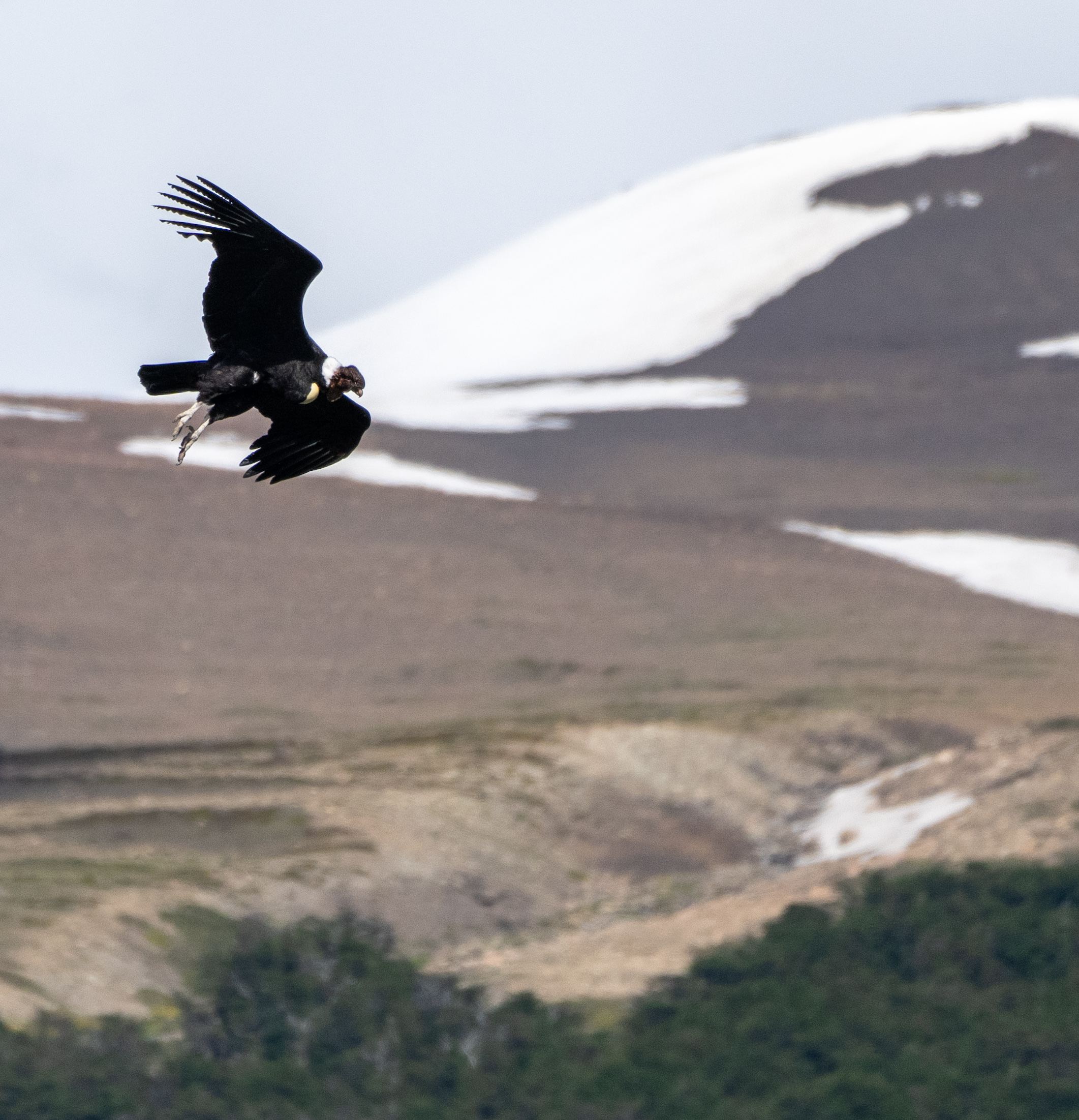 Andean Condor