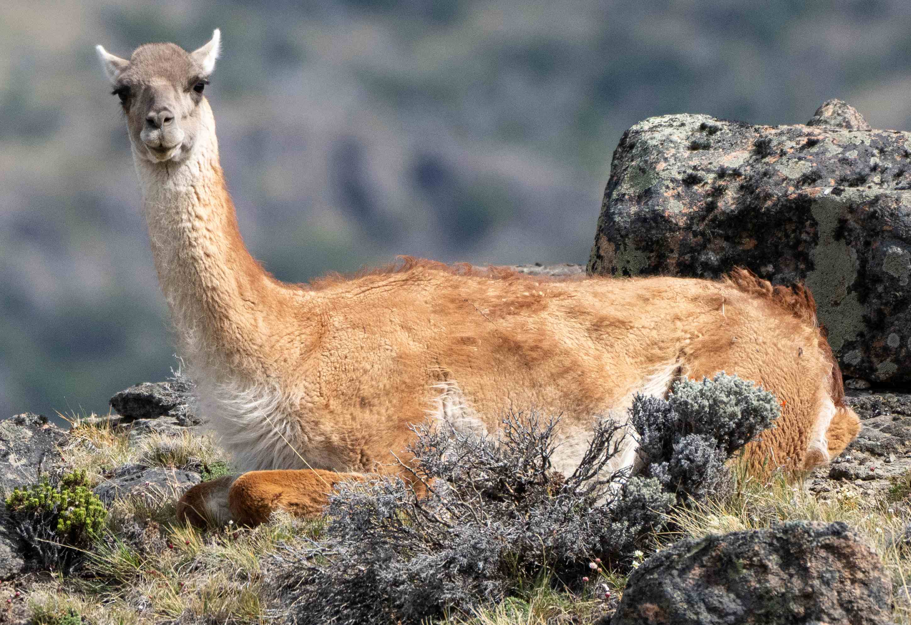 Guanaco resting