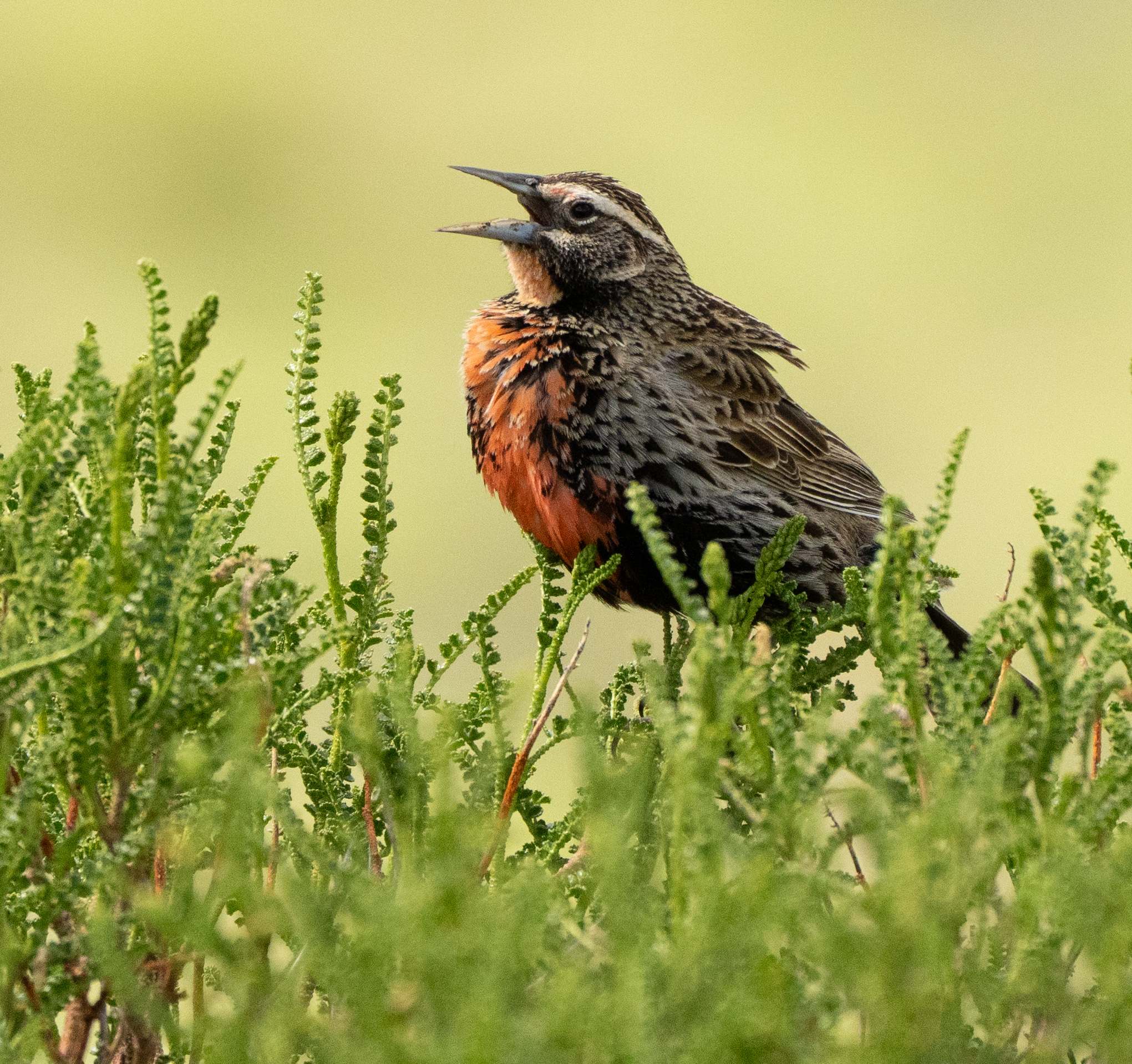 Long-tailed Meadowlark