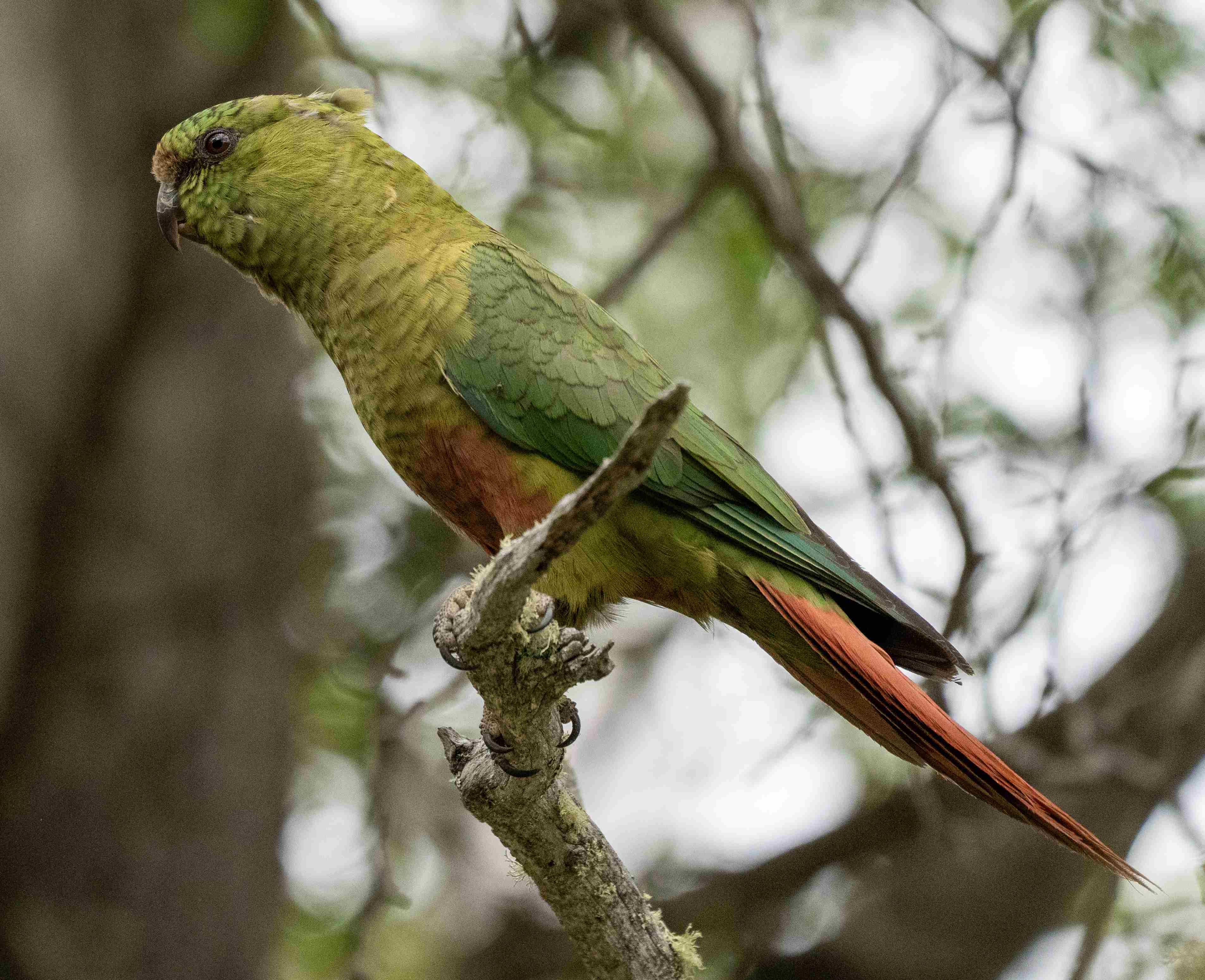 Austral Parakeet