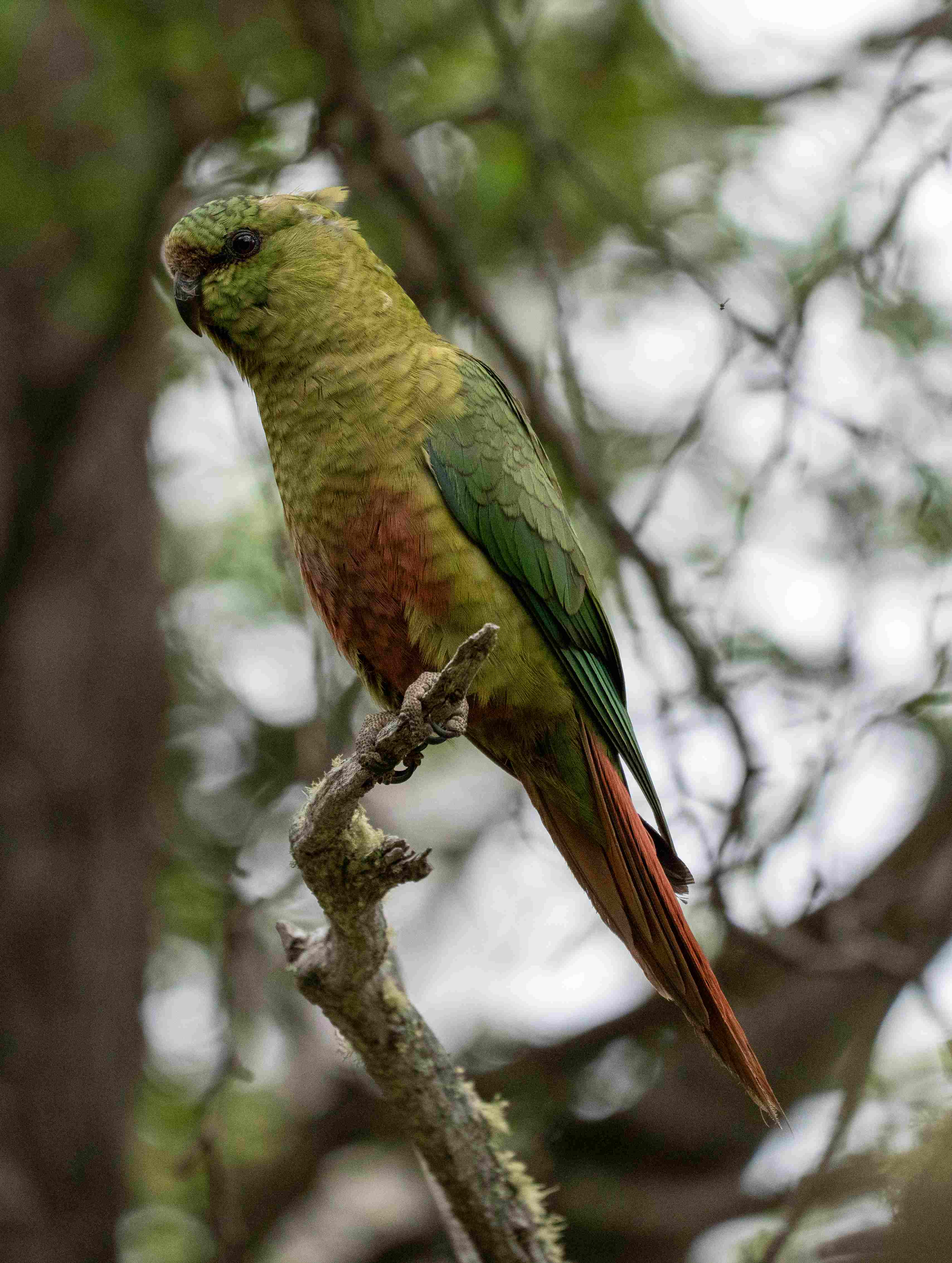 Austral Parakeet