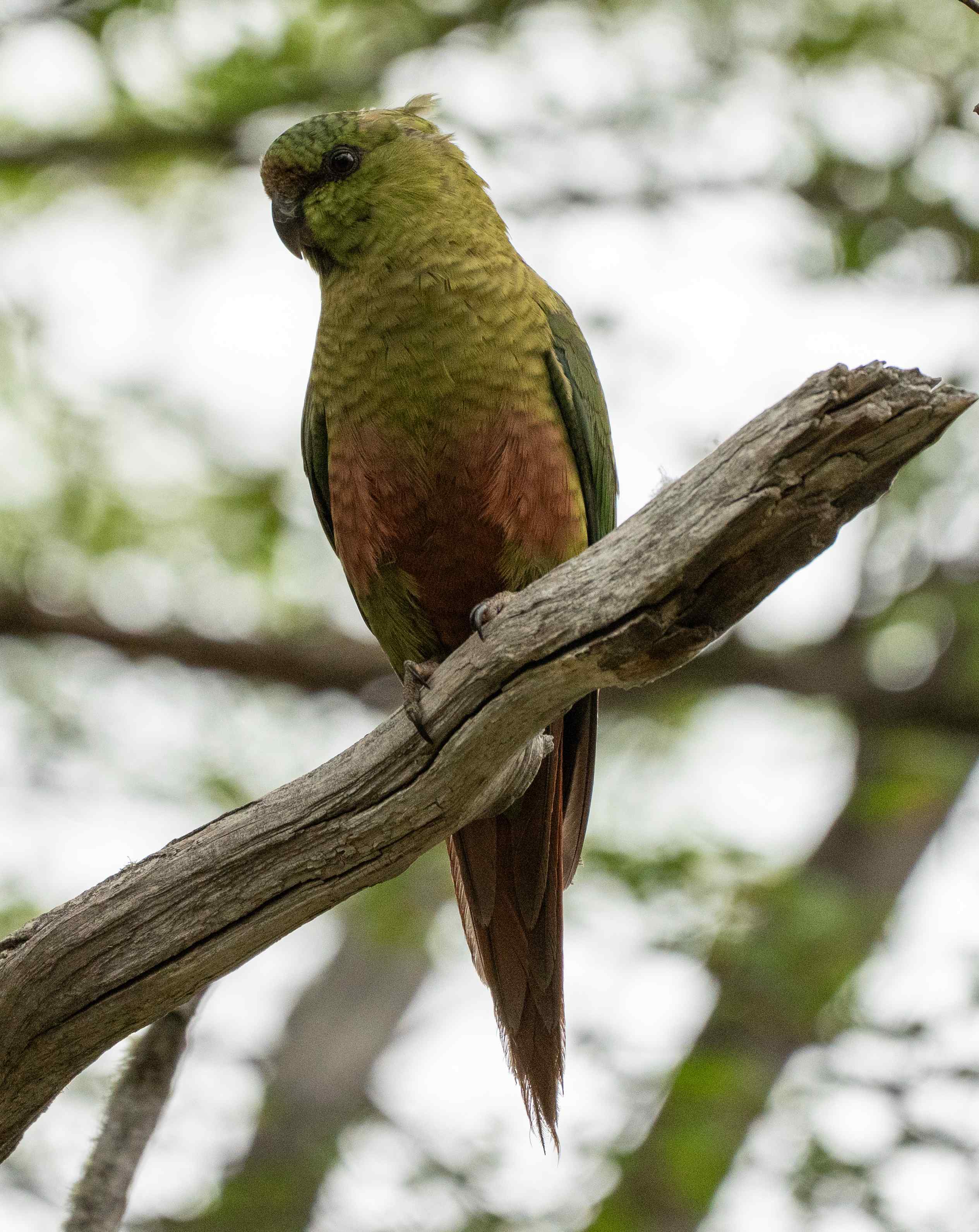 Austral Parakeet