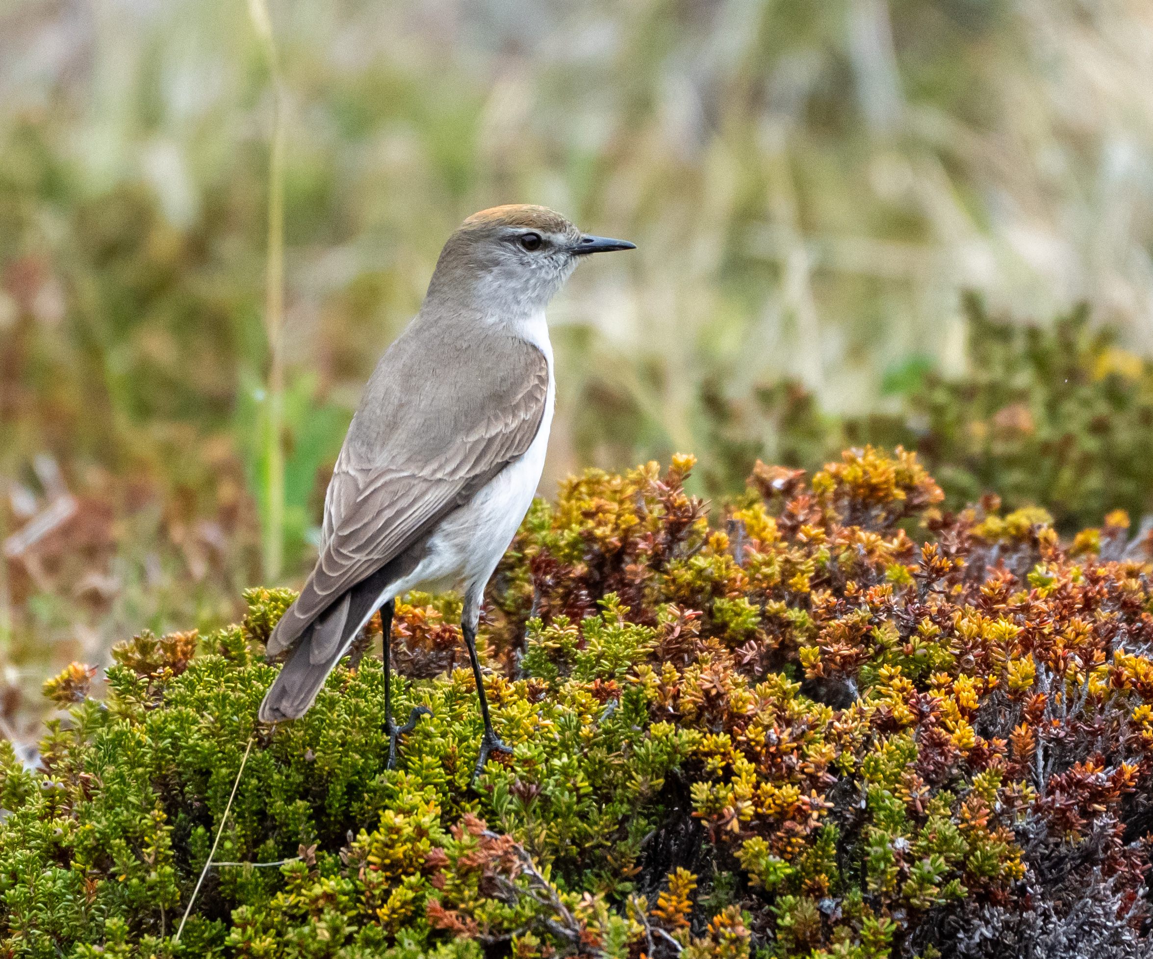 White-browed Ground Tyrant
